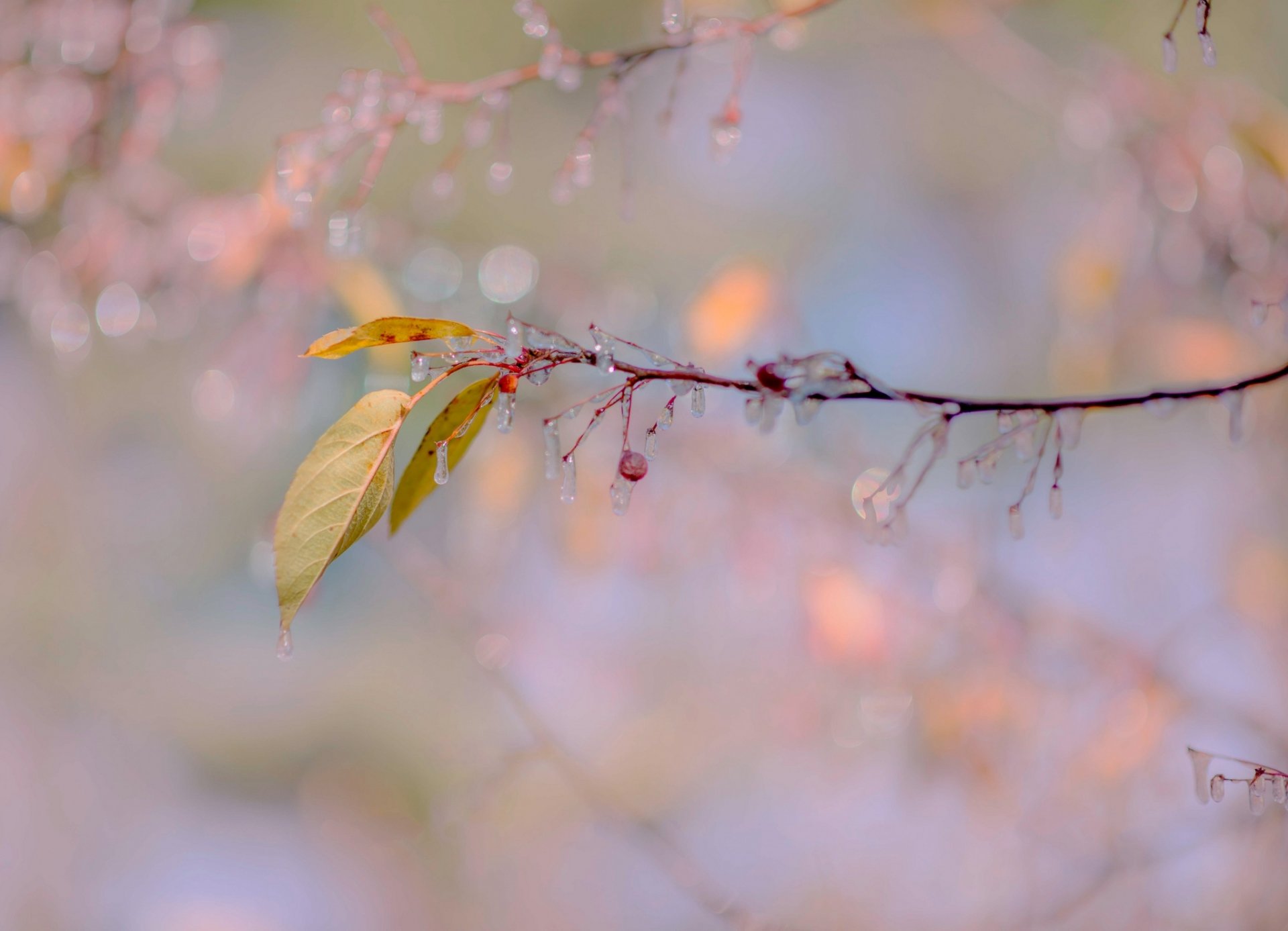 jahrhundert blätter früchte eiszapfen frost herbst