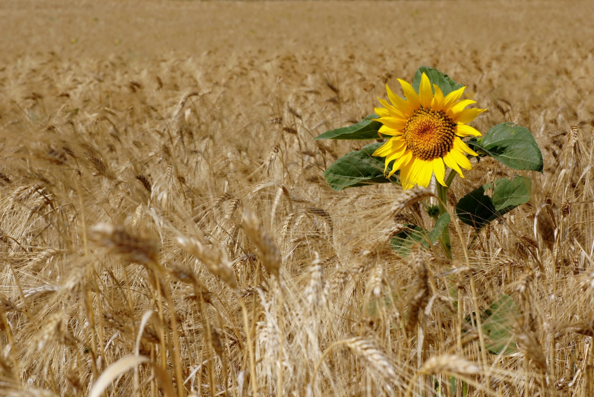 campo spighe luce mattina natura