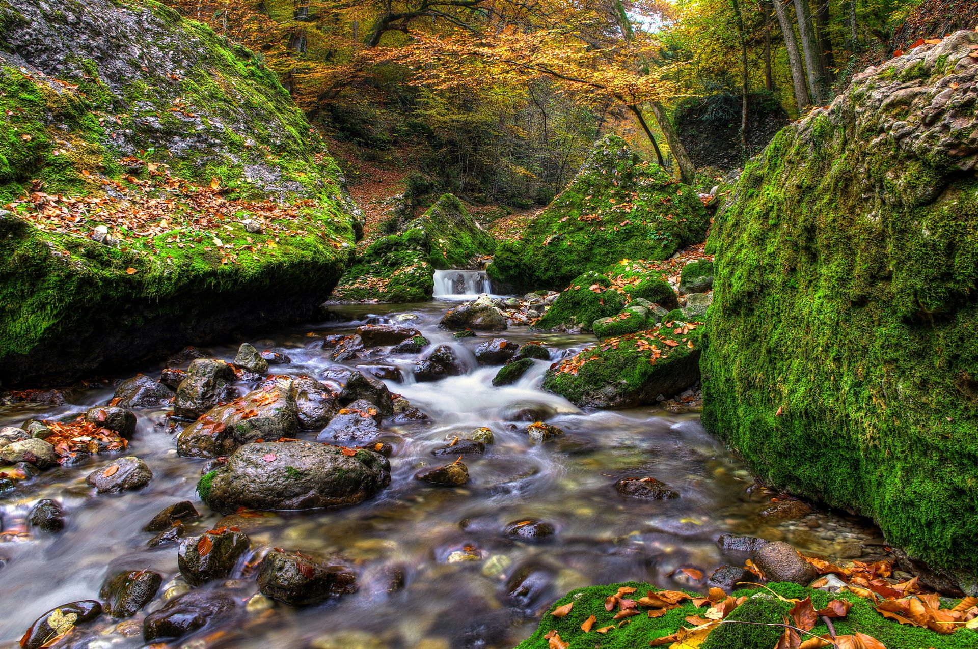 forêt rochers automne feuilles rivière pierres ruisseau