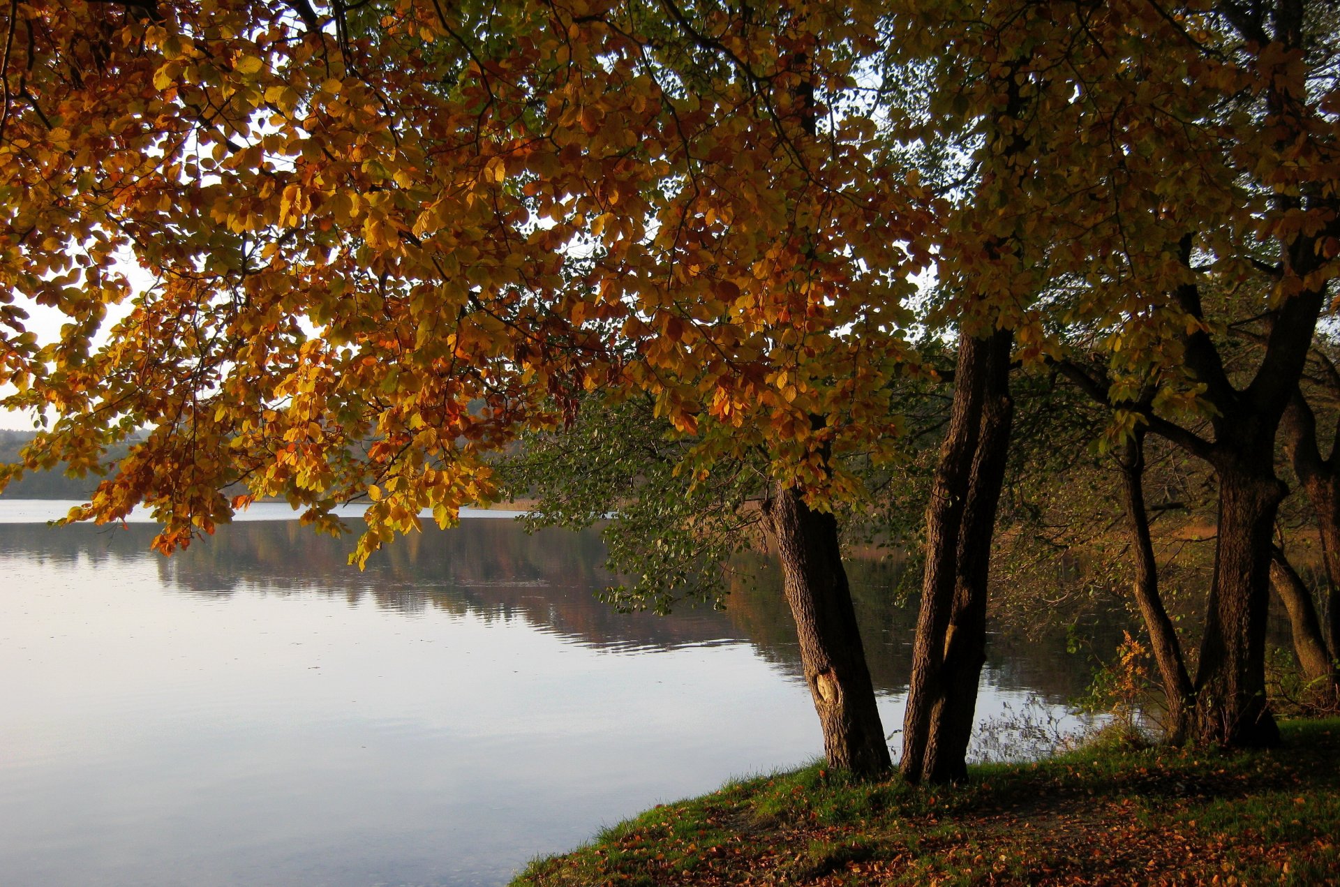 polonia marchowo tres carattere