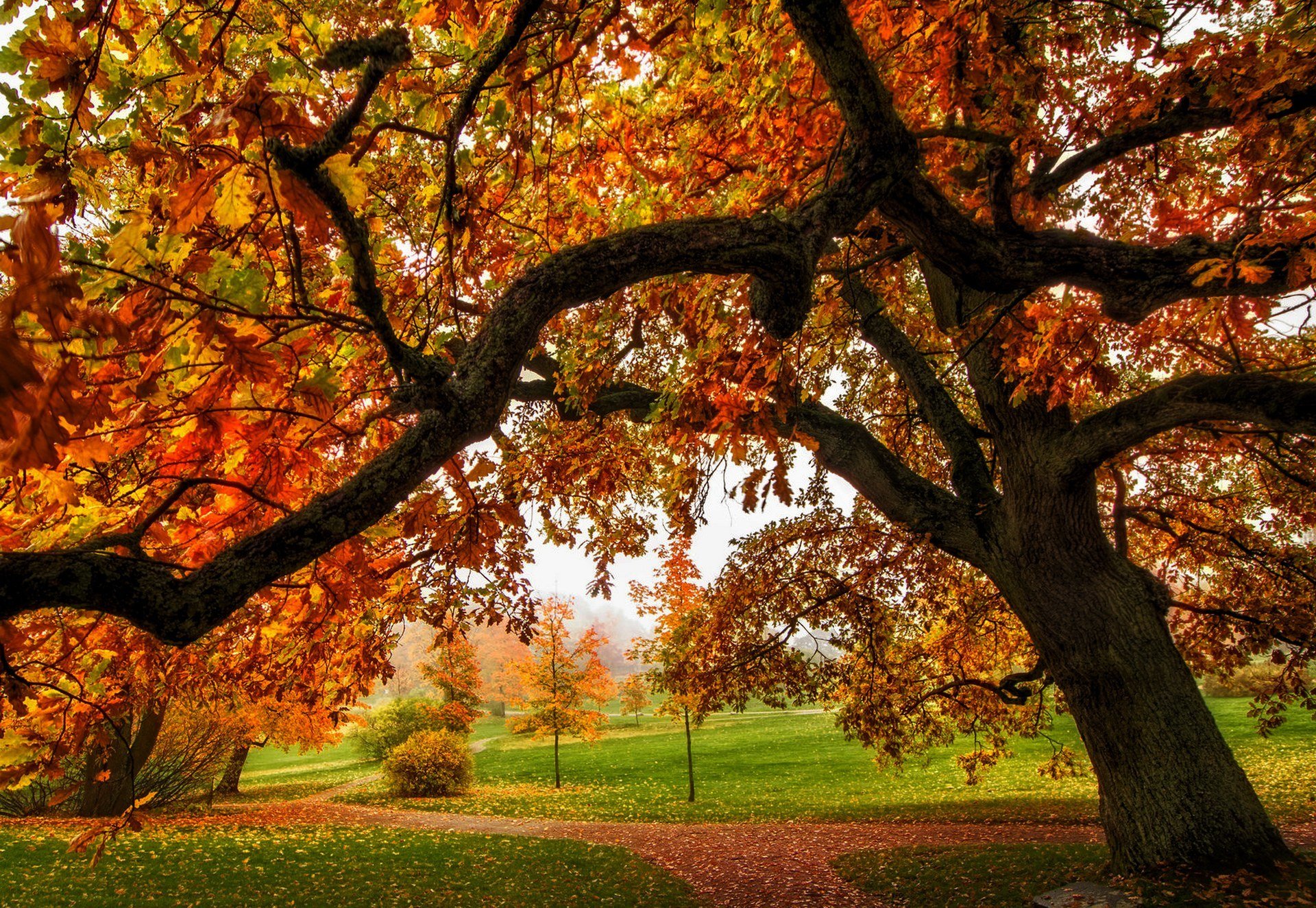 naturaleza bosque parque árboles hojas colorido camino otoño caída colores paseo