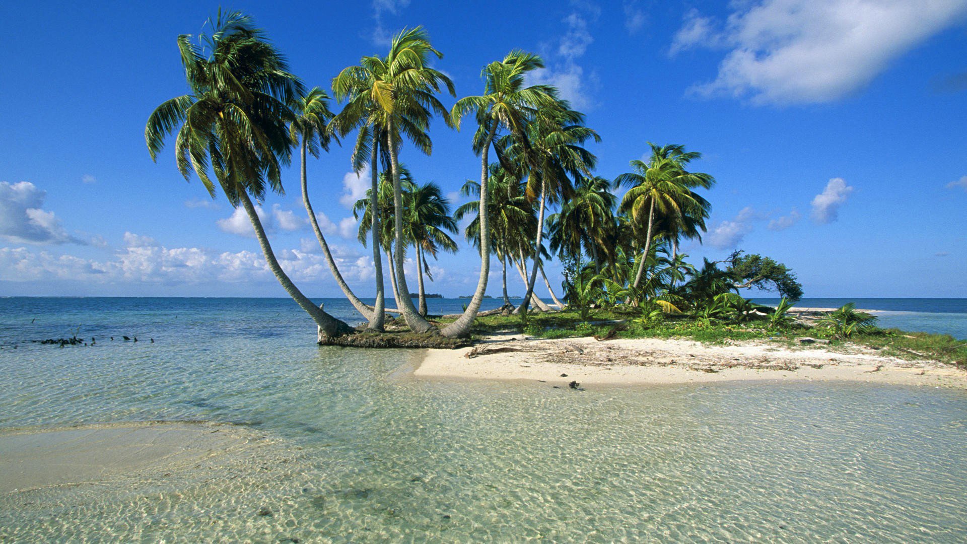 cielo mare isola palme