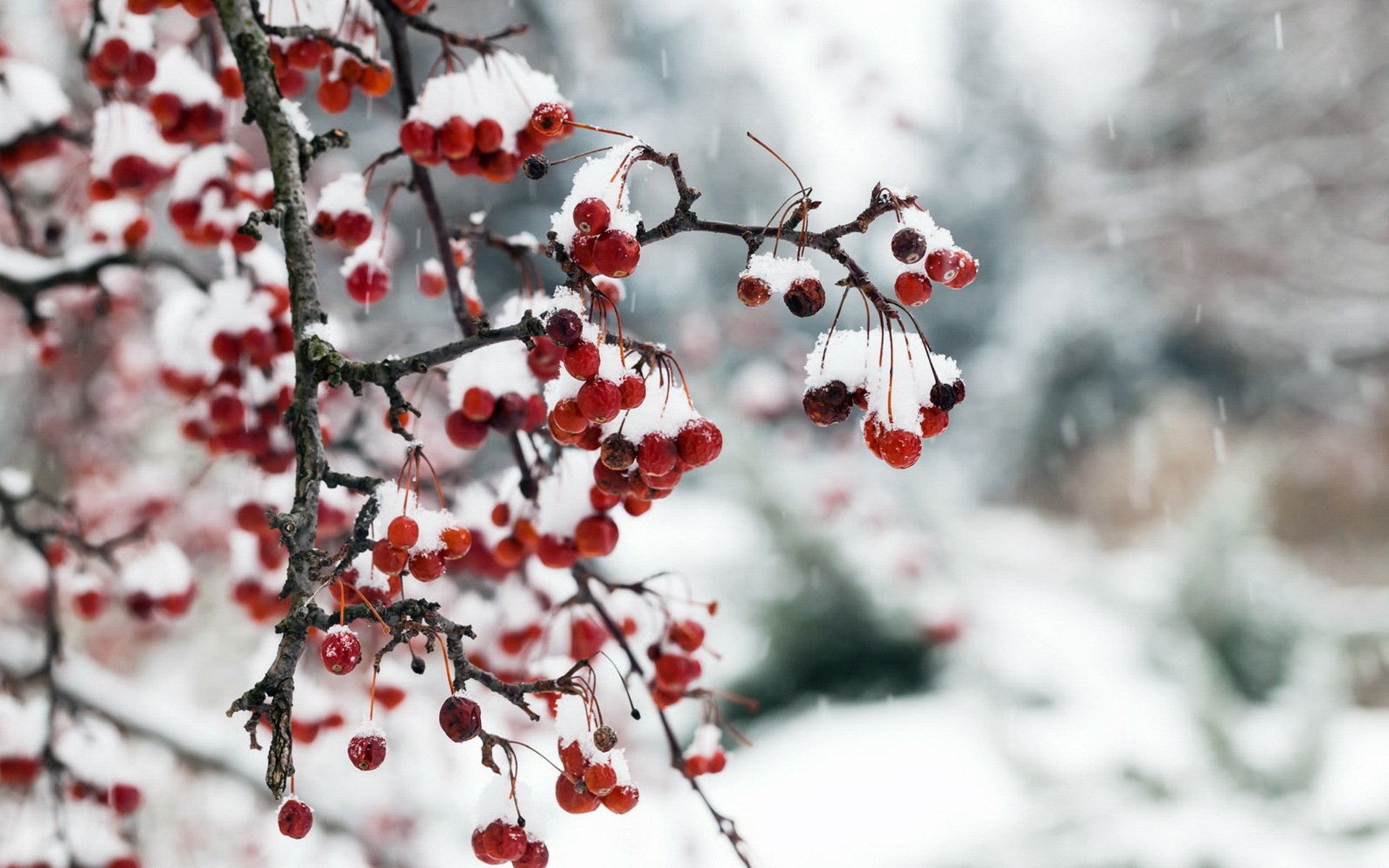 jagody śnieg natura