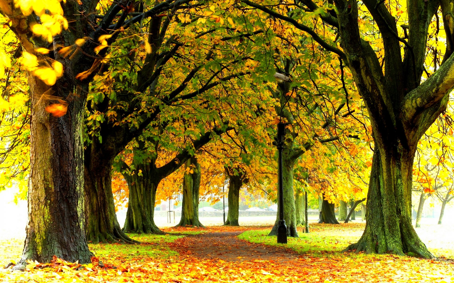 natur wald park bäume blätter bunt straße herbst herbst farben zu fuß