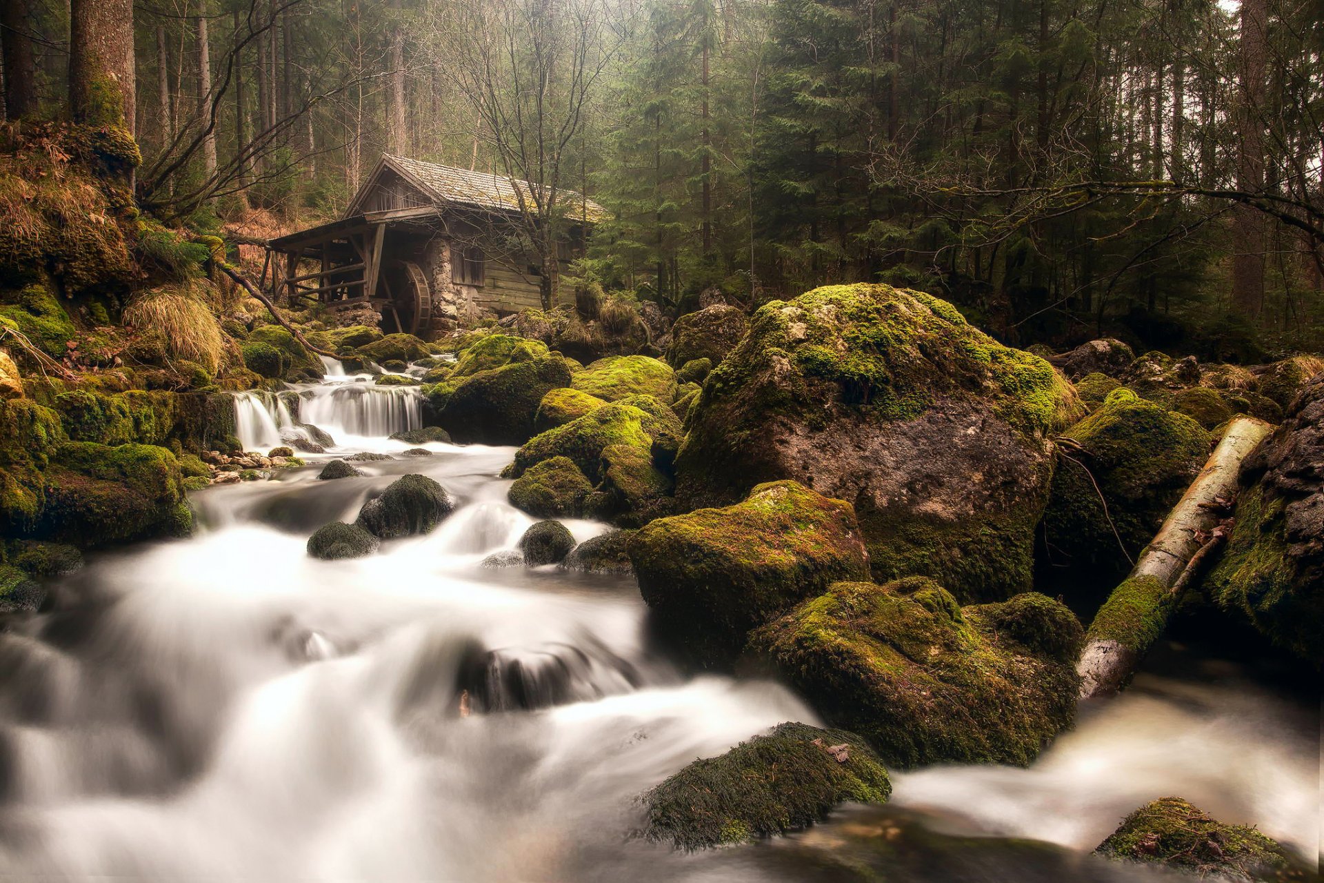 austria golling am salzach bosque neblina río arroyos cascadas rocas musgo