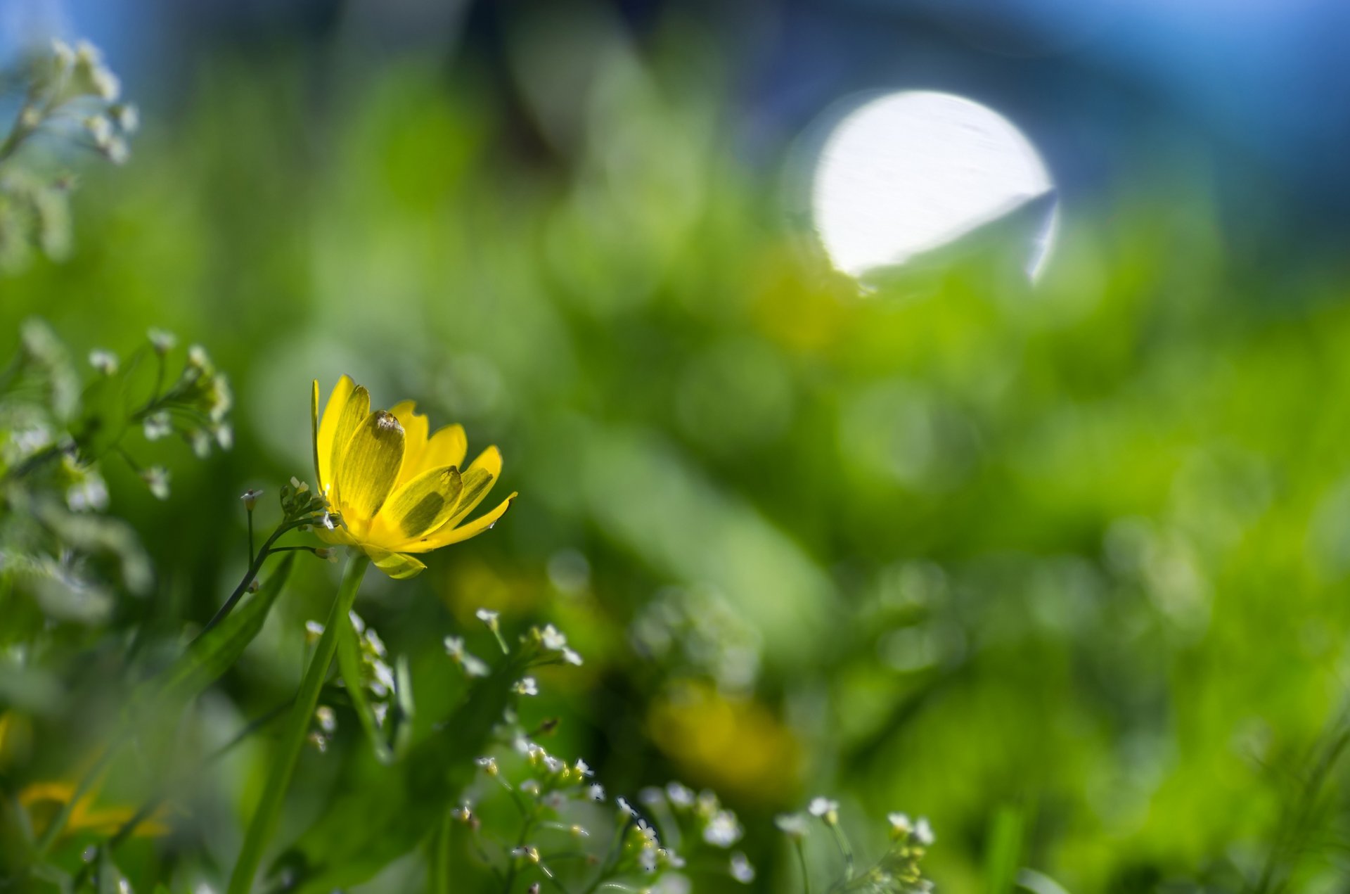 primavera prato fiori fiore giallo abbagliamento