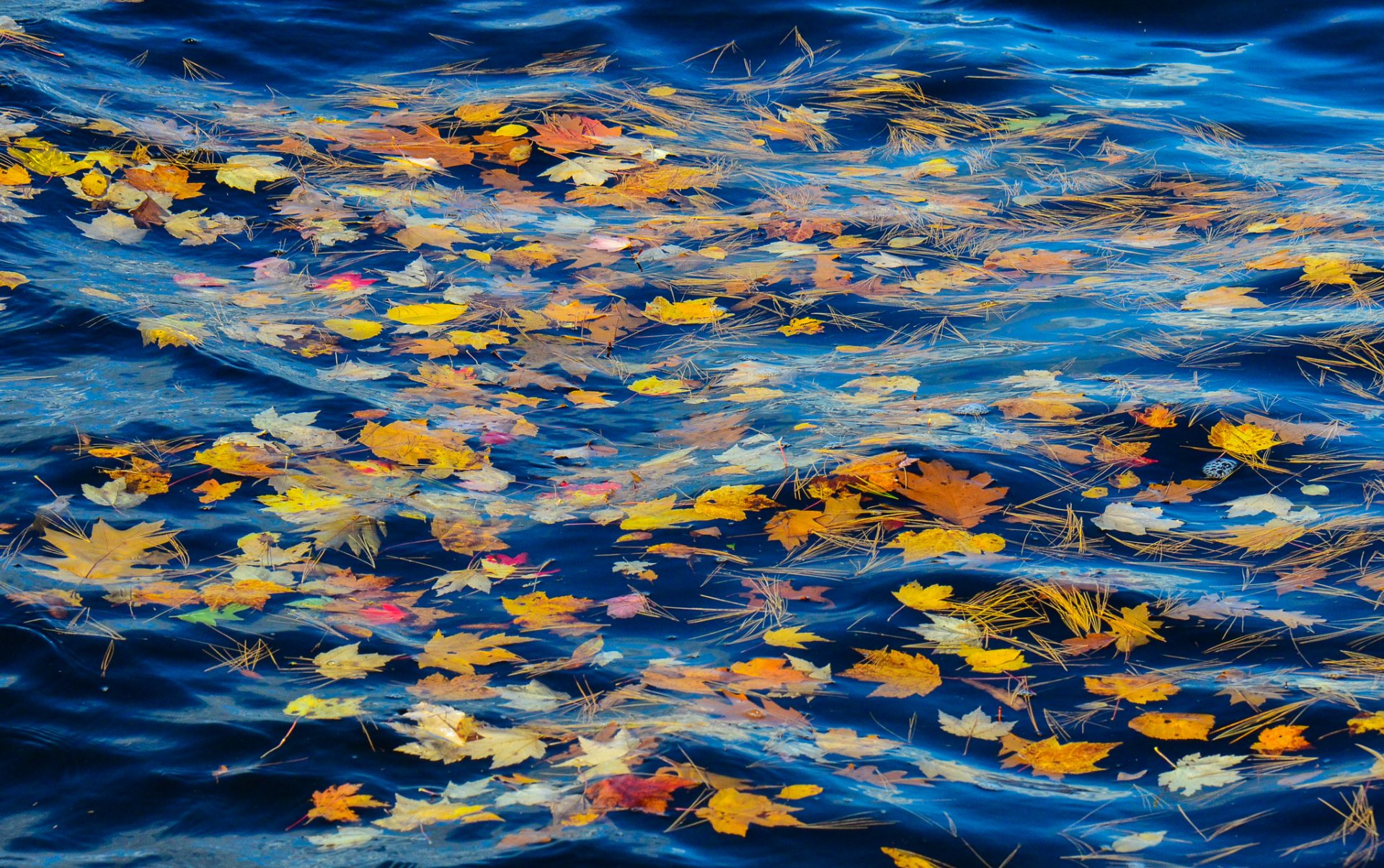 river creek water leaves needles autumn