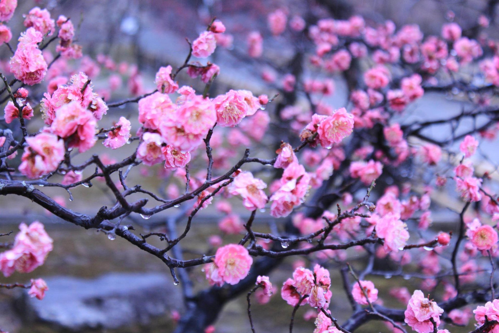 kaisergarten kyoto japan frühling blumen tropfen wasser