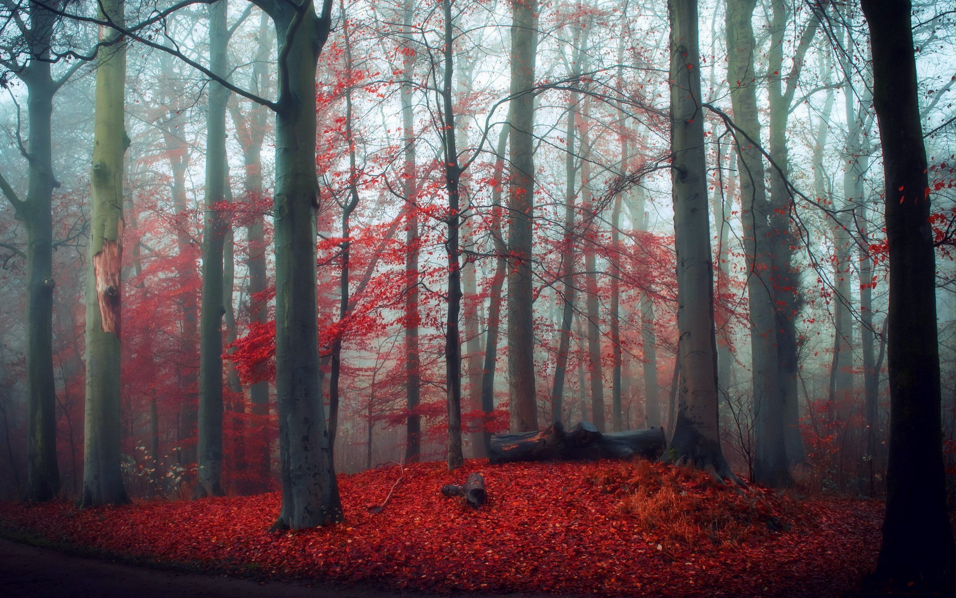 bosque otoño naturaleza