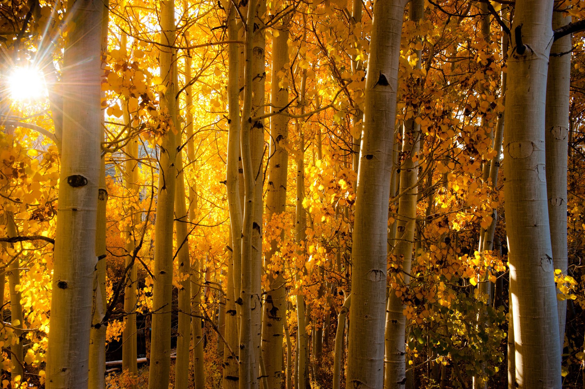 aspen kolorado usa las osika liście jesień światło promienie pień