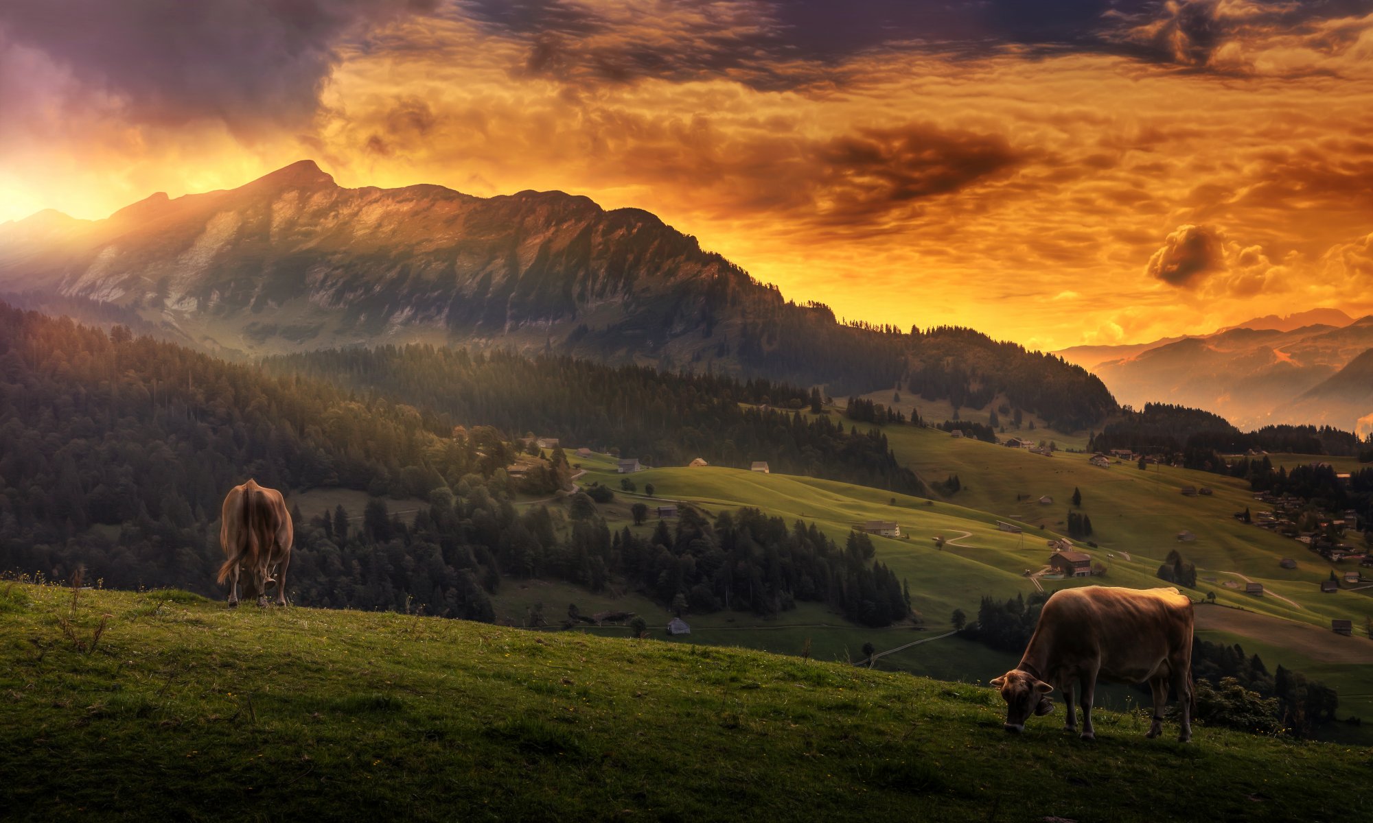 idyll cow sky clouds mountain landscape views processing