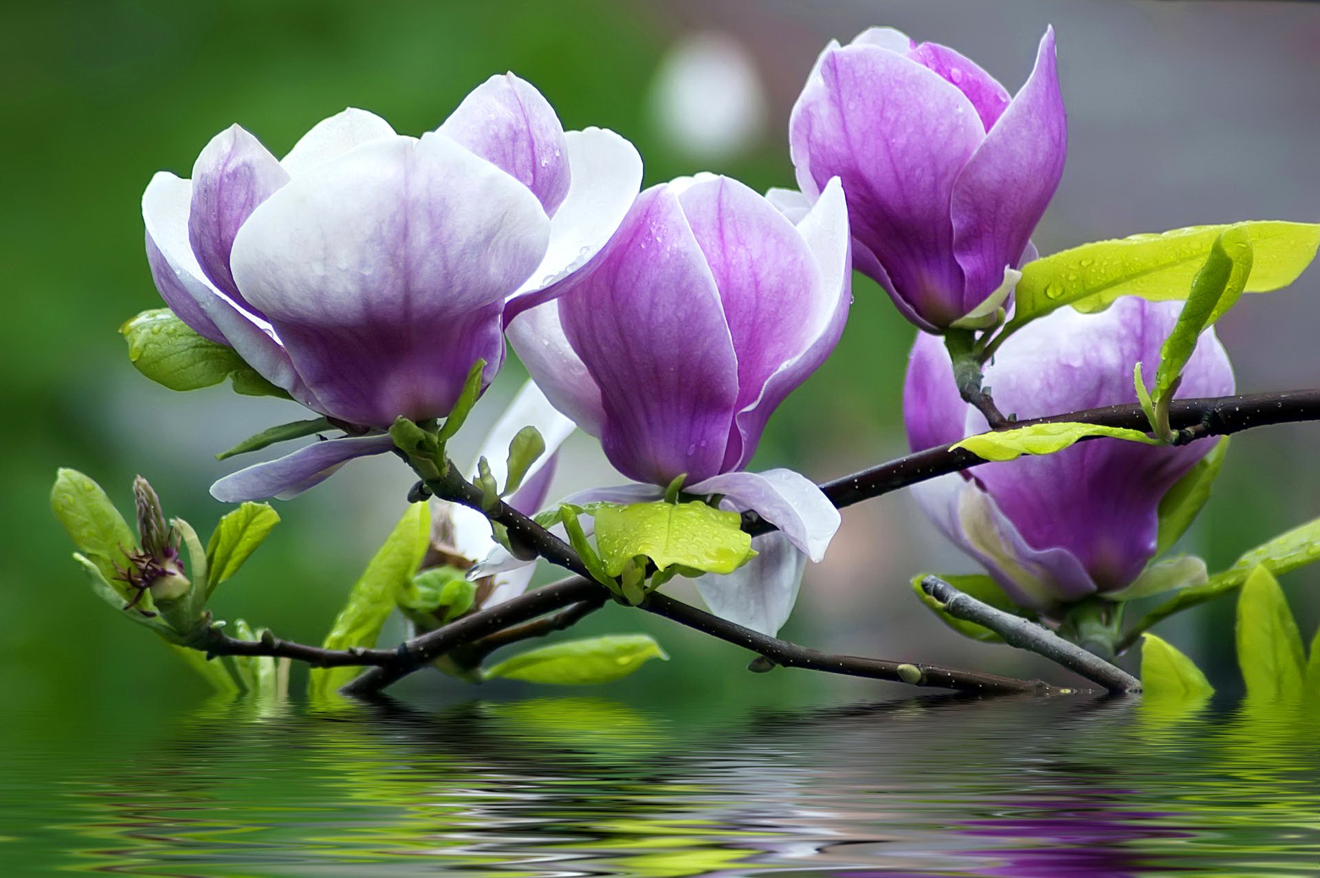 flower petals branches water magnolia