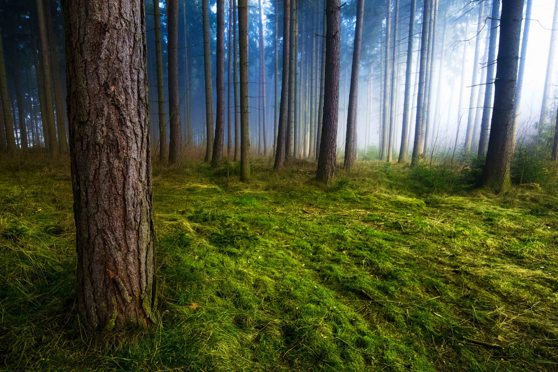 wald bäume stämme morgen nebel moos gras natur