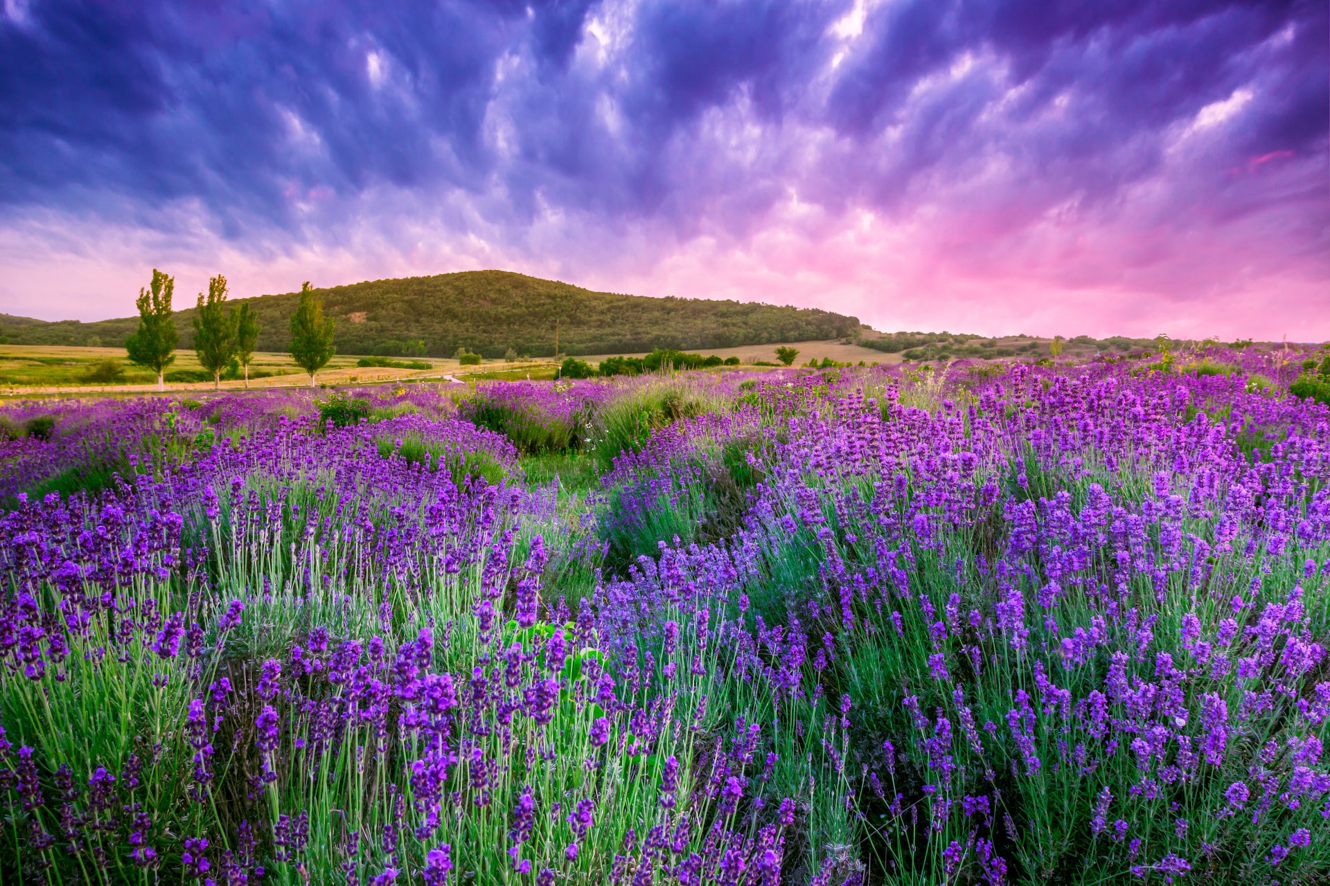 naturaleza amanecer paisaje flores lavanda