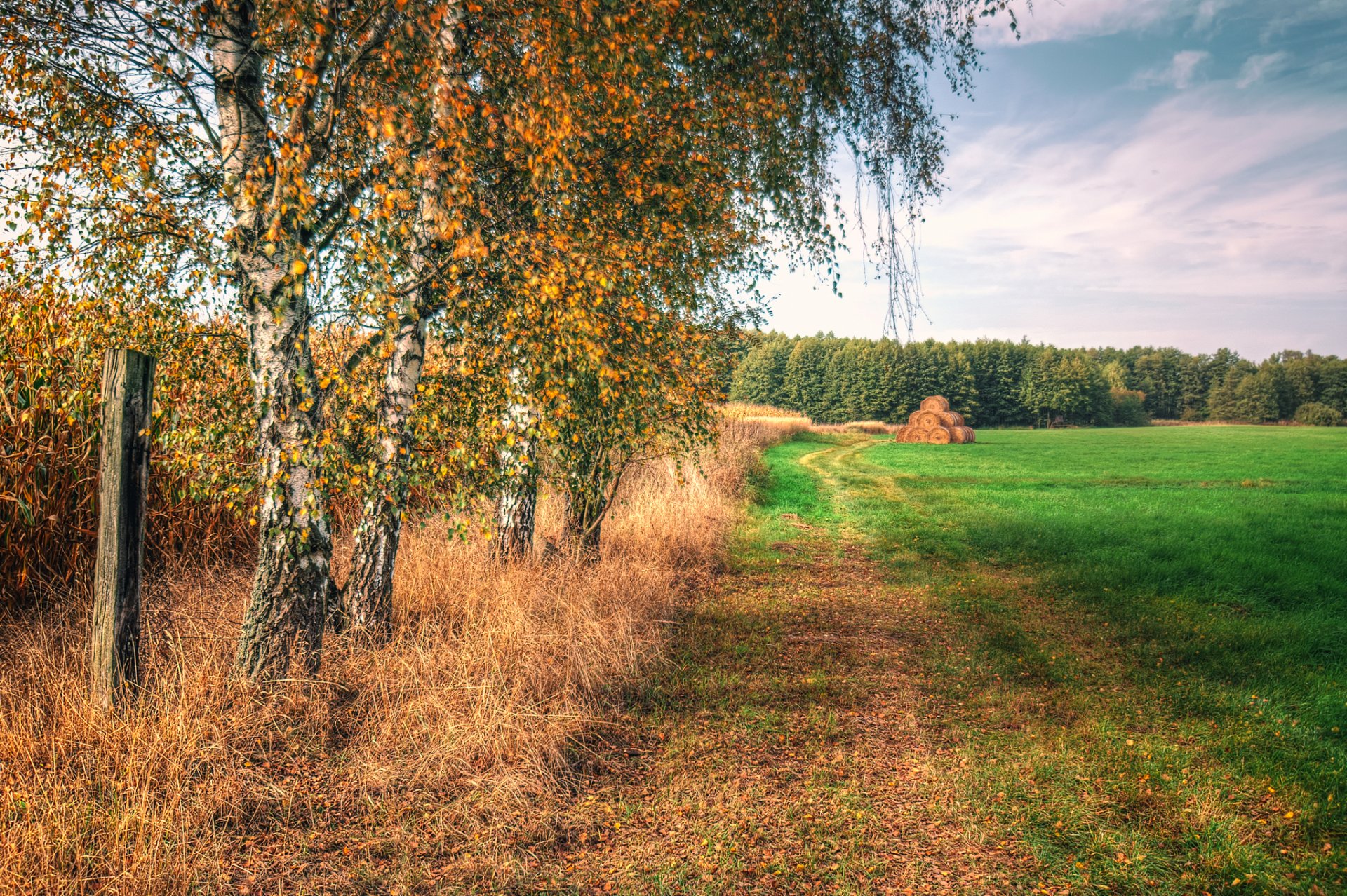 ky the field grass tree birch autumn hay