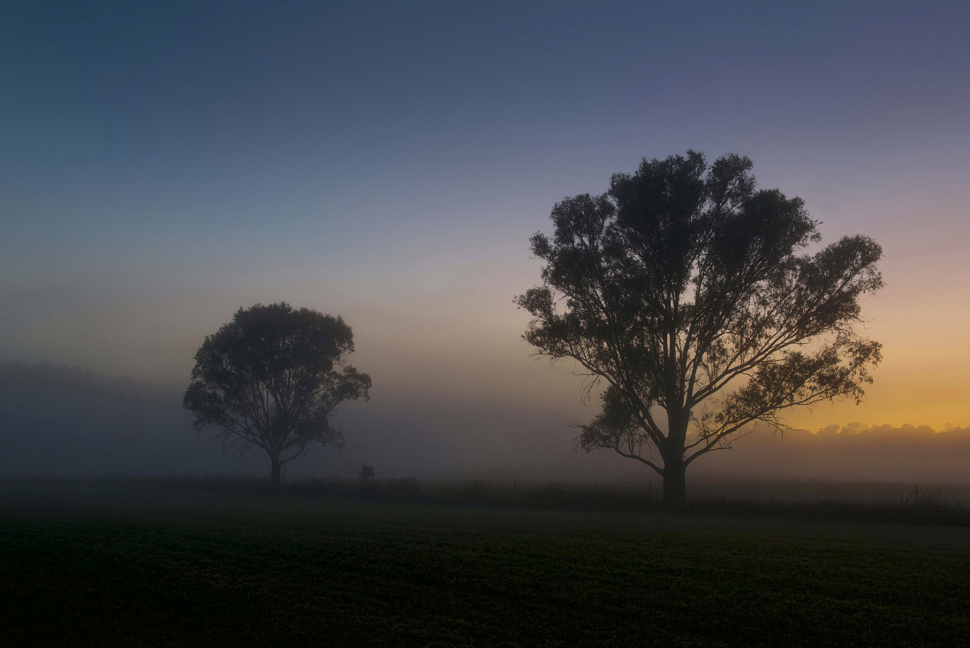 matin aube brouillard champ arbres été