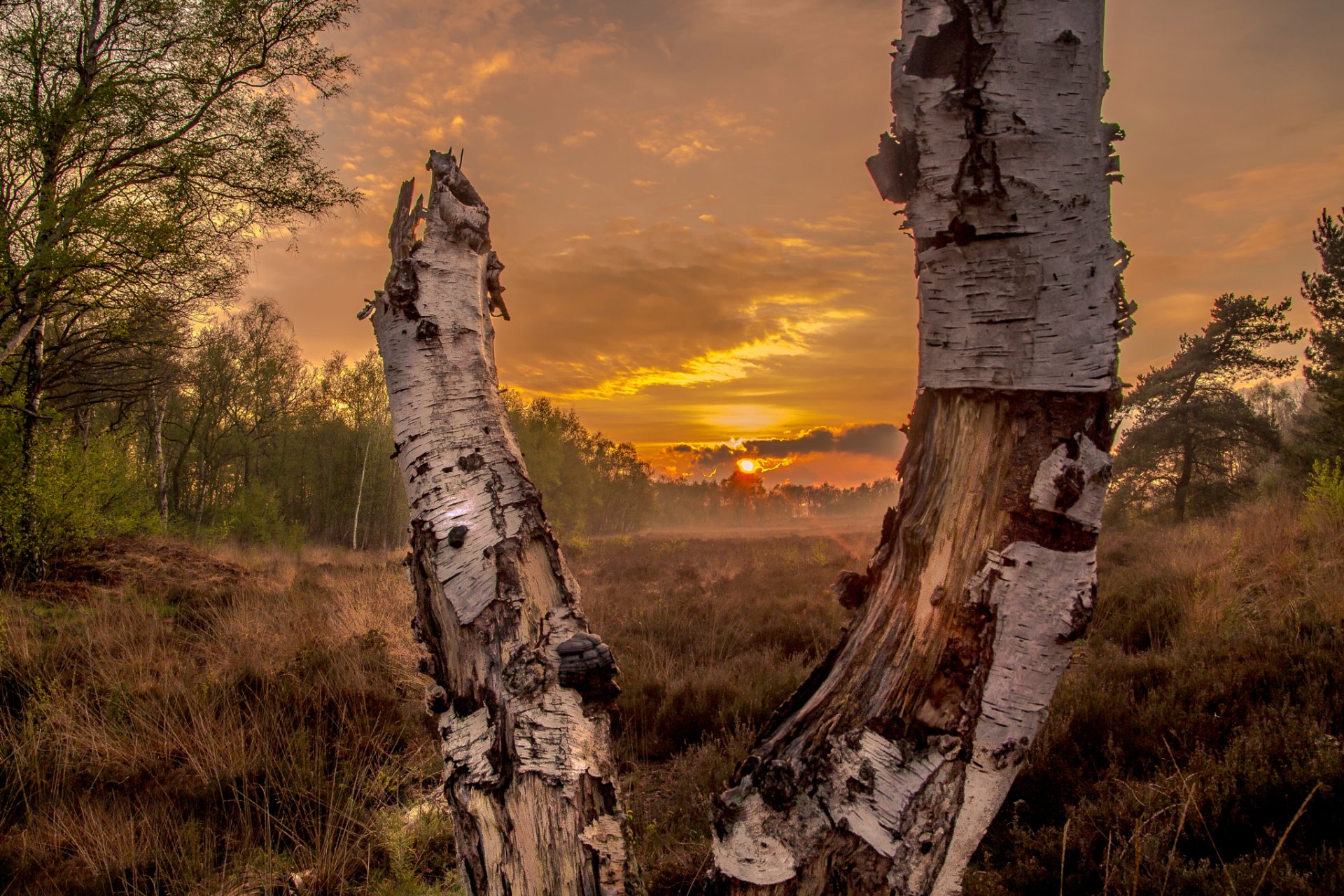 coucher de soleil à forrest forêt champ soleil coucher de soleil