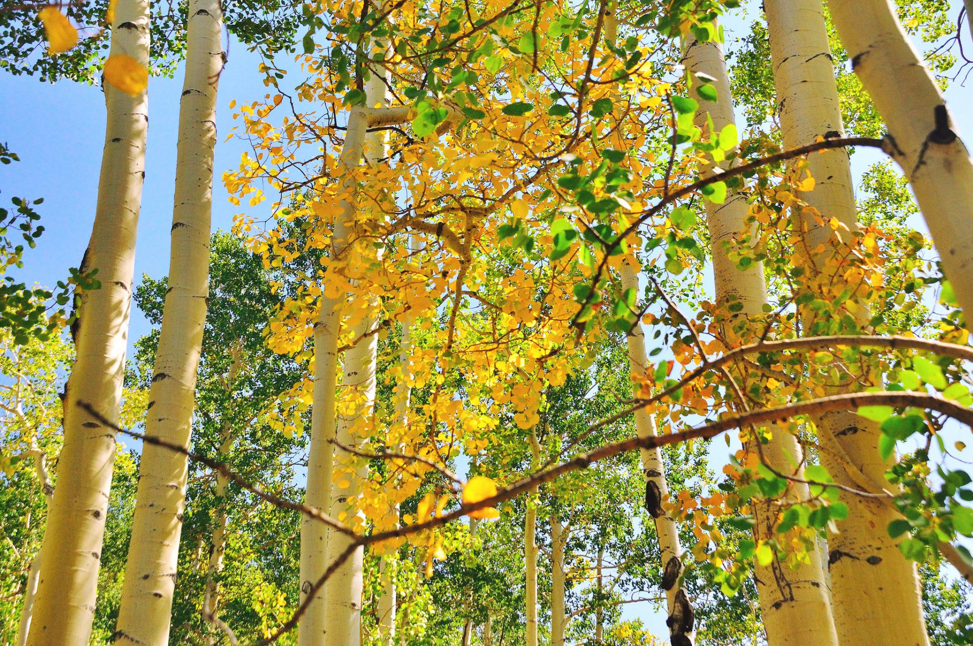 cielo árboles tronco álamo temblón hojas otoño