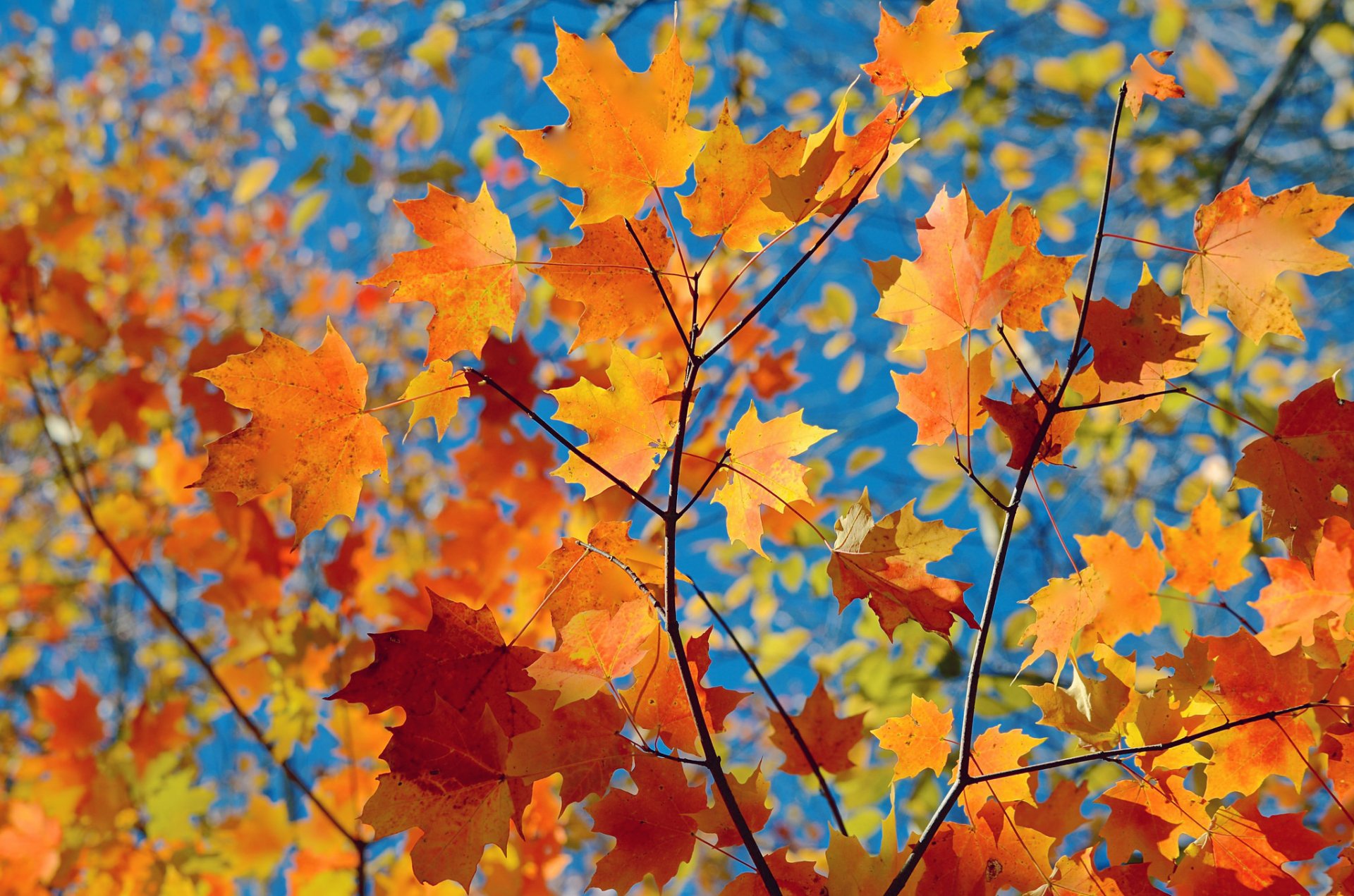 foglie natura autunno