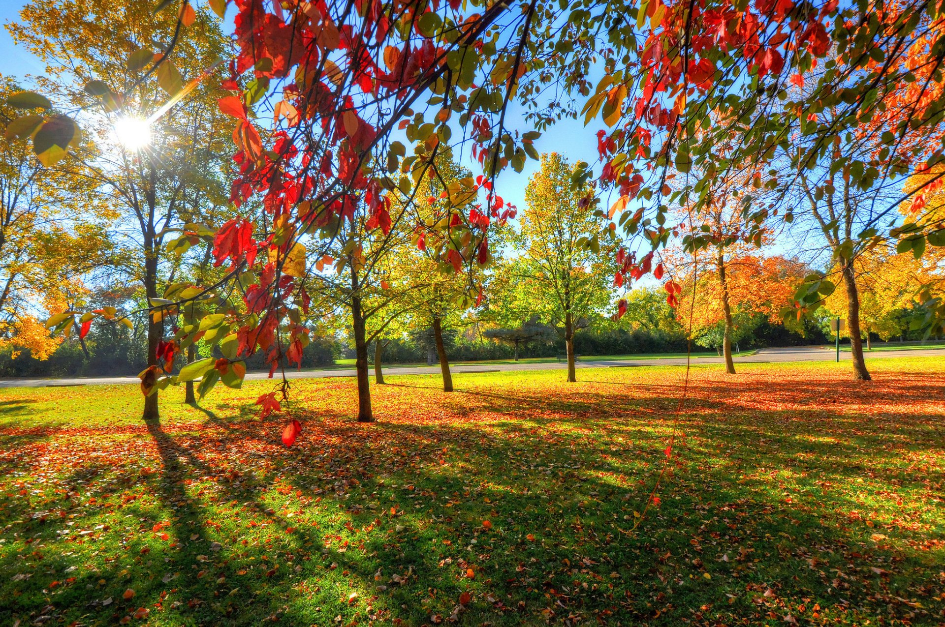 parco cielo alberi erba foglie autunno