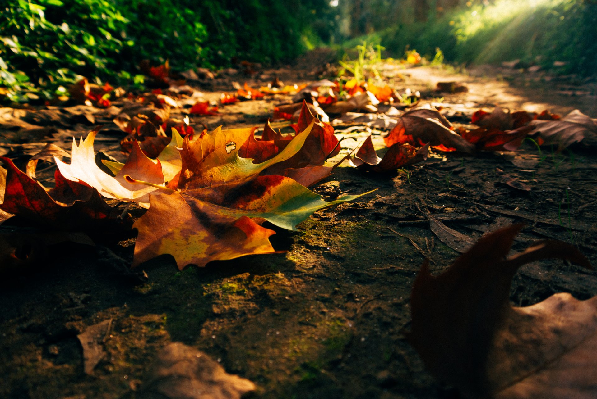 nature coucher de soleil forêt parc arbres feuilles coloré route automne automne couleurs marche lever du soleil