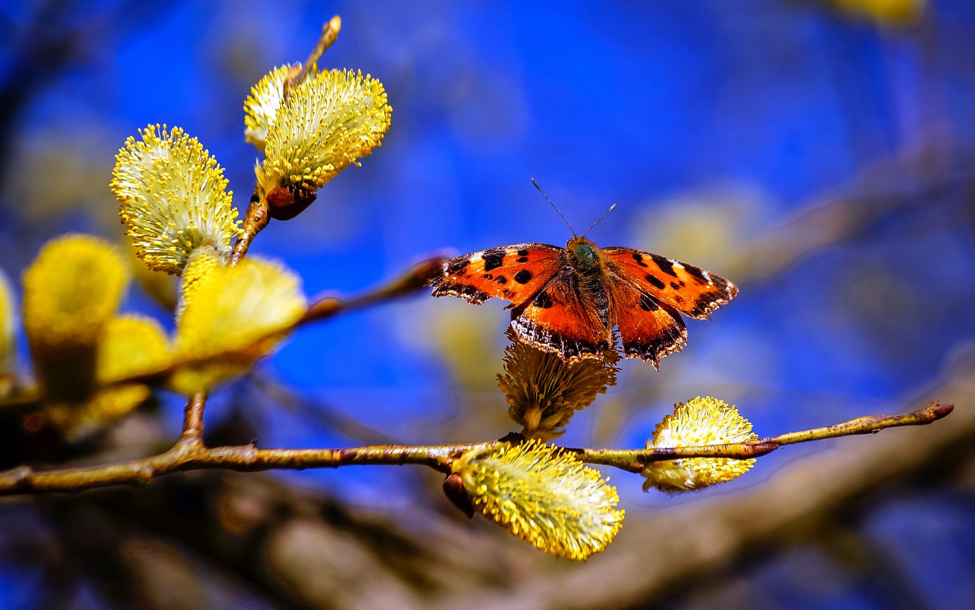 nature spring branch willow sky butterfly