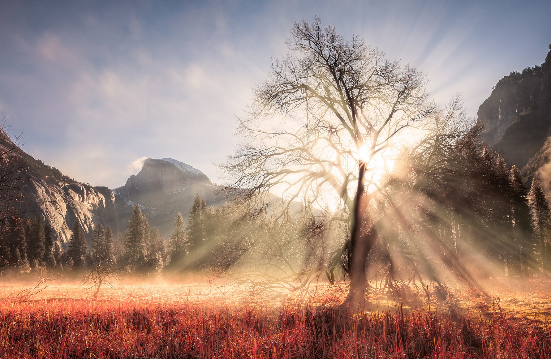 stany zjednoczone kalifornia park narodowy yosemite zima luty drzewo gałęzie światło słońce promienie las góry