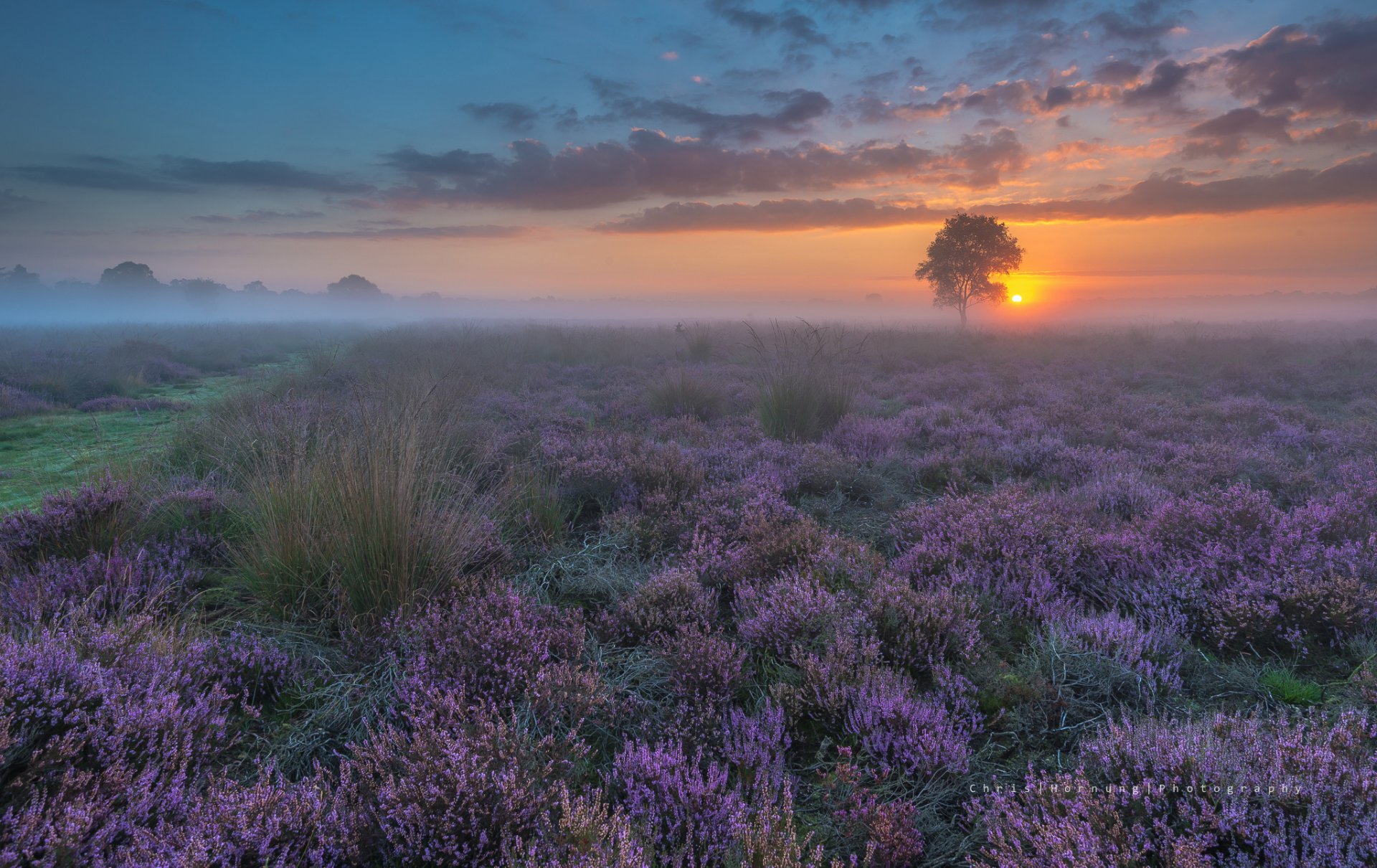 pays-bas printemps soir coucher de soleil champ fleurs brume brouillard