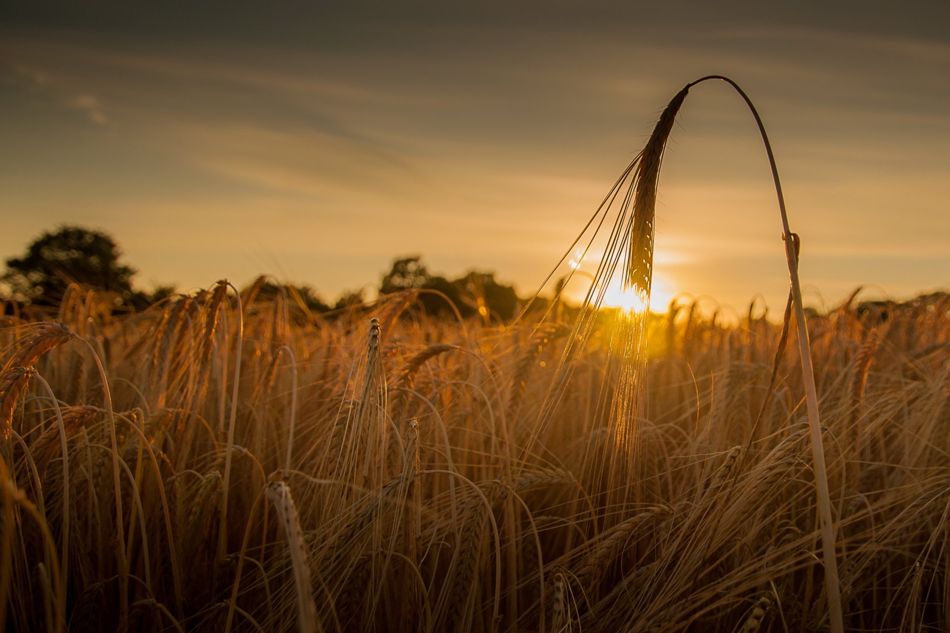 coucher de soleil champ blé épis épi