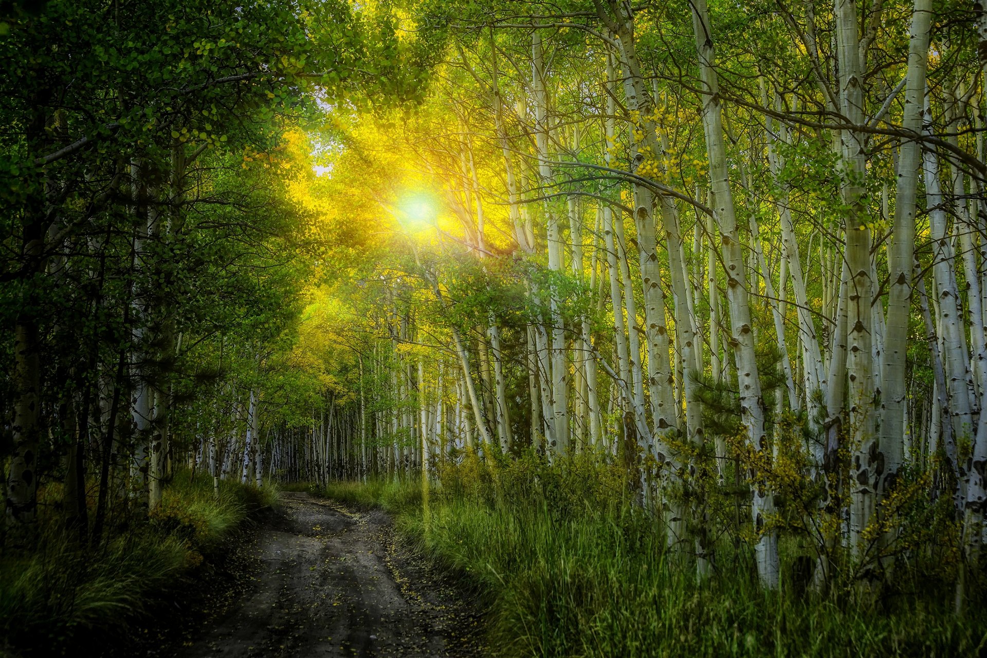 nature coucher de soleil soleil rayons bouleaux forêt arbres feuilles coloré route automne automne couleurs marche