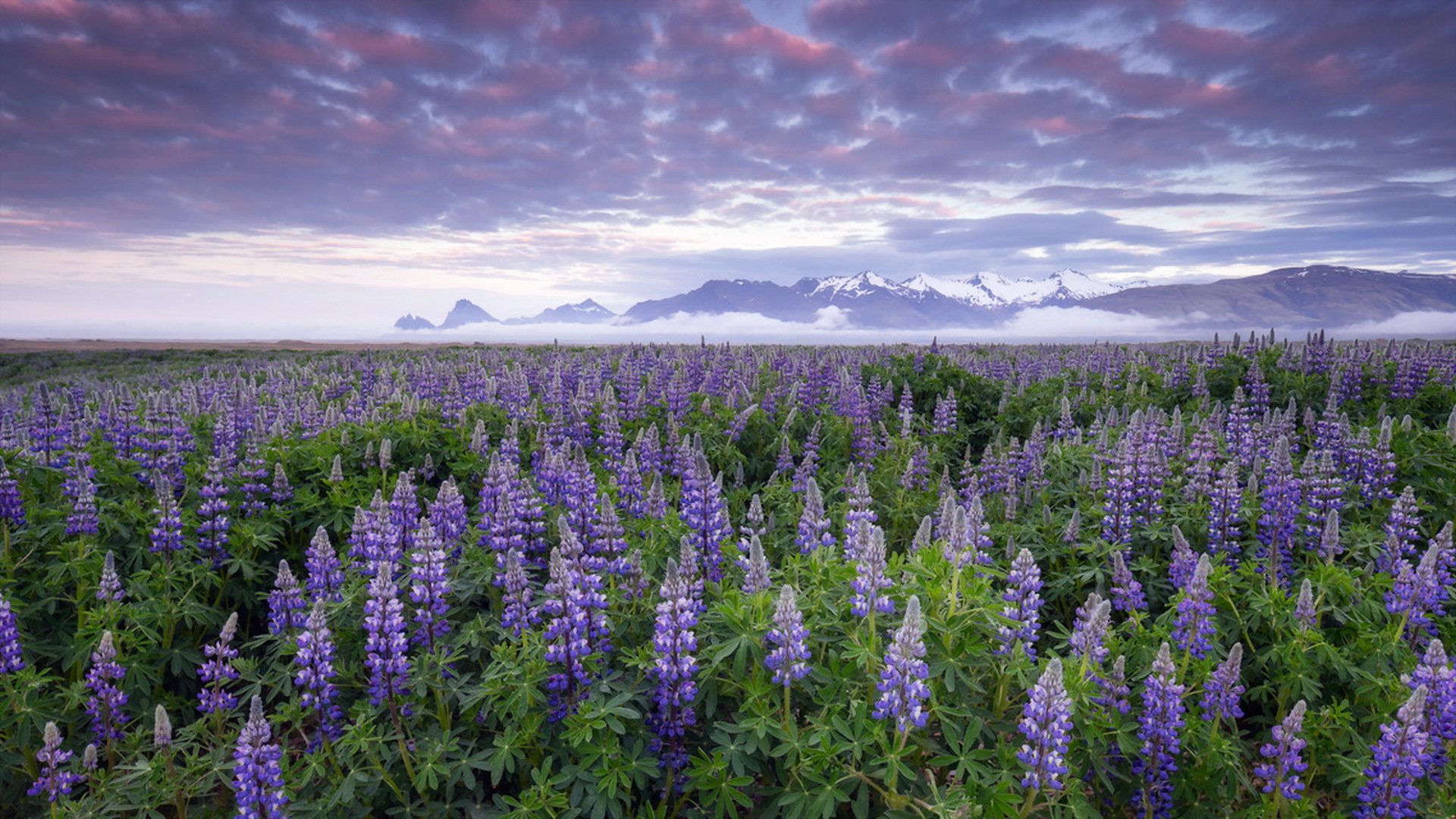 lupinos islandia flores