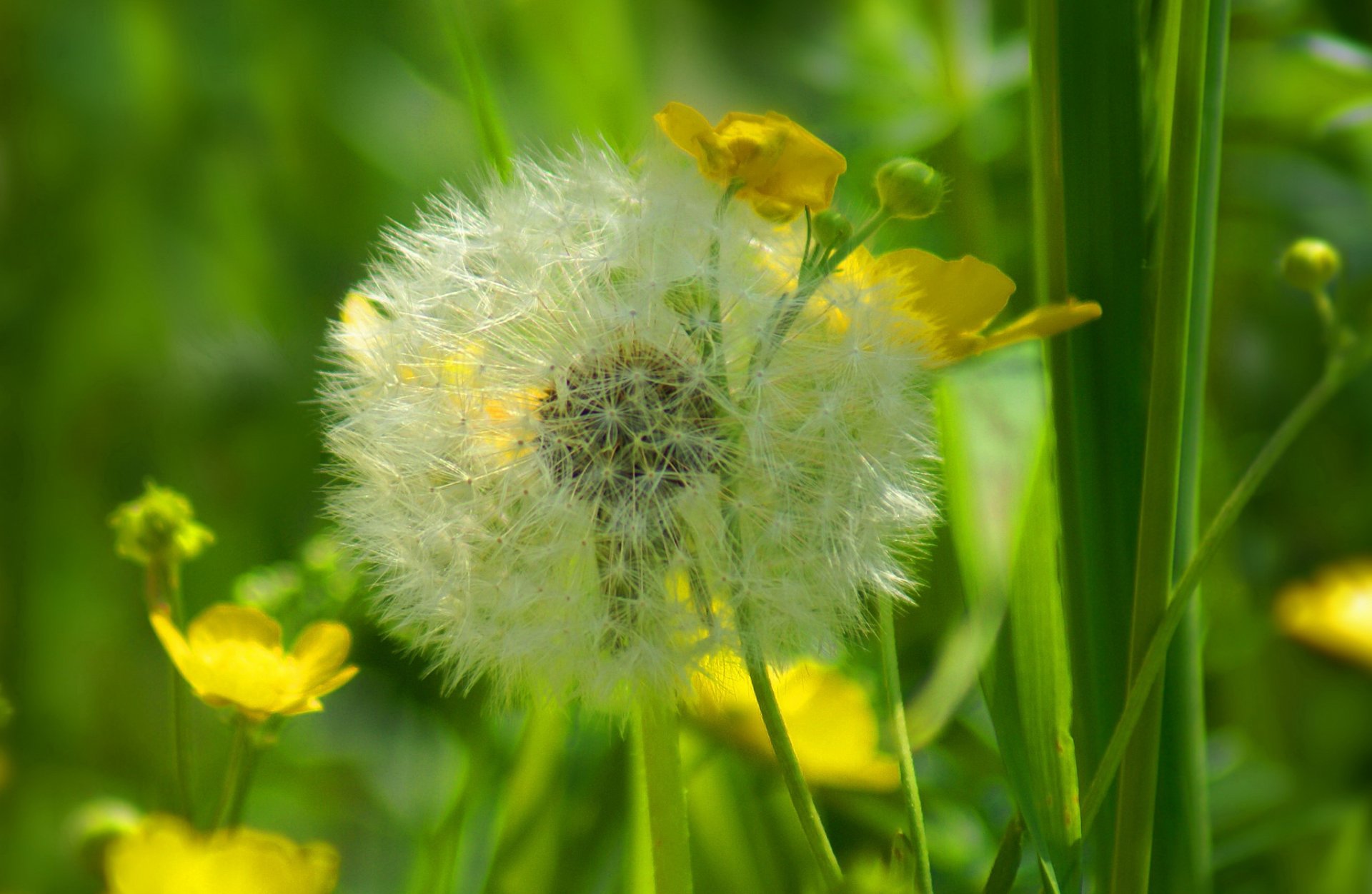 prato campo erba fiore dente di leone