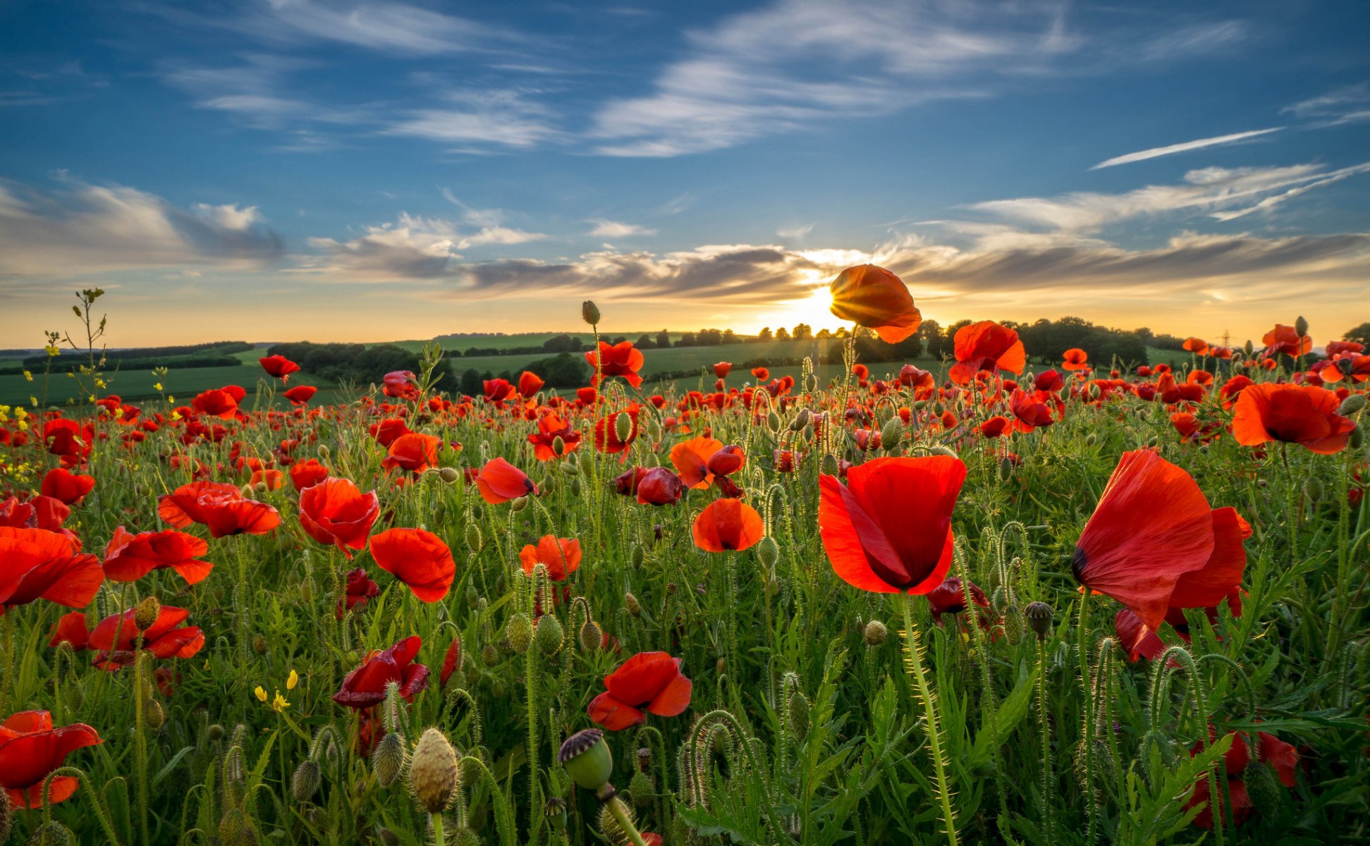 ky clouds night hills the field meadow flower poppie