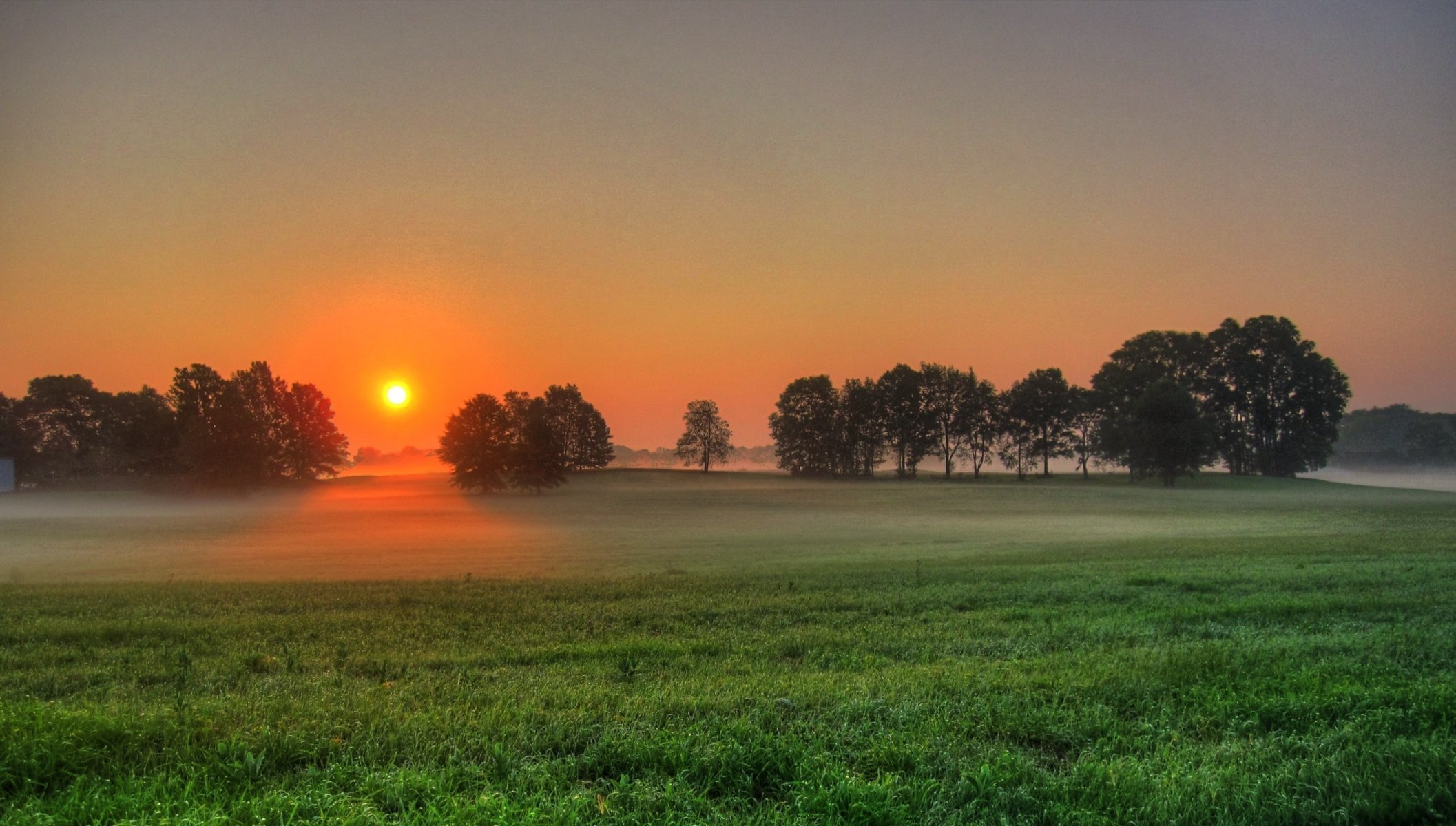 campo alberi nebbia natura