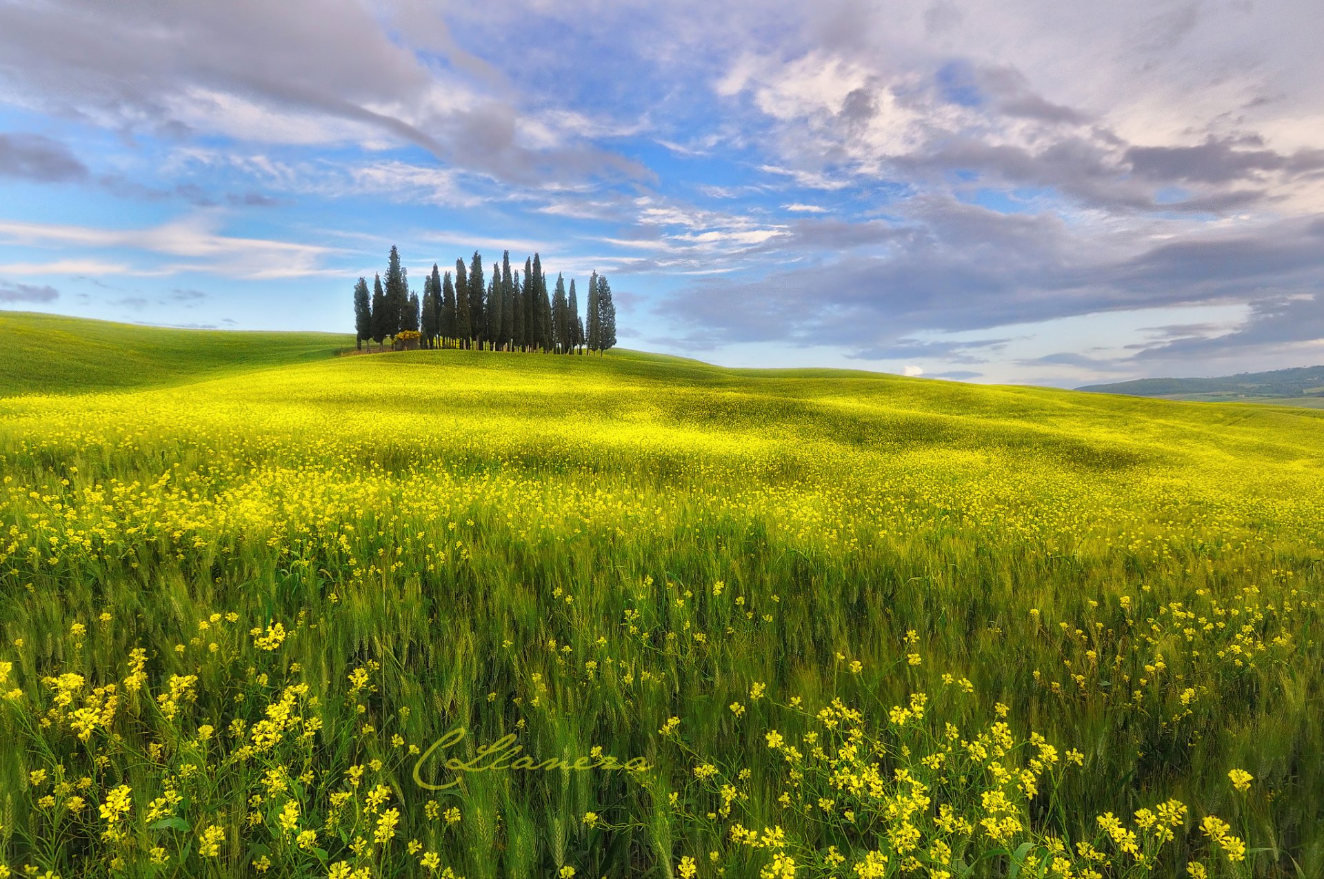 italia toscana primavera mayo cielo nubes campo flores colza