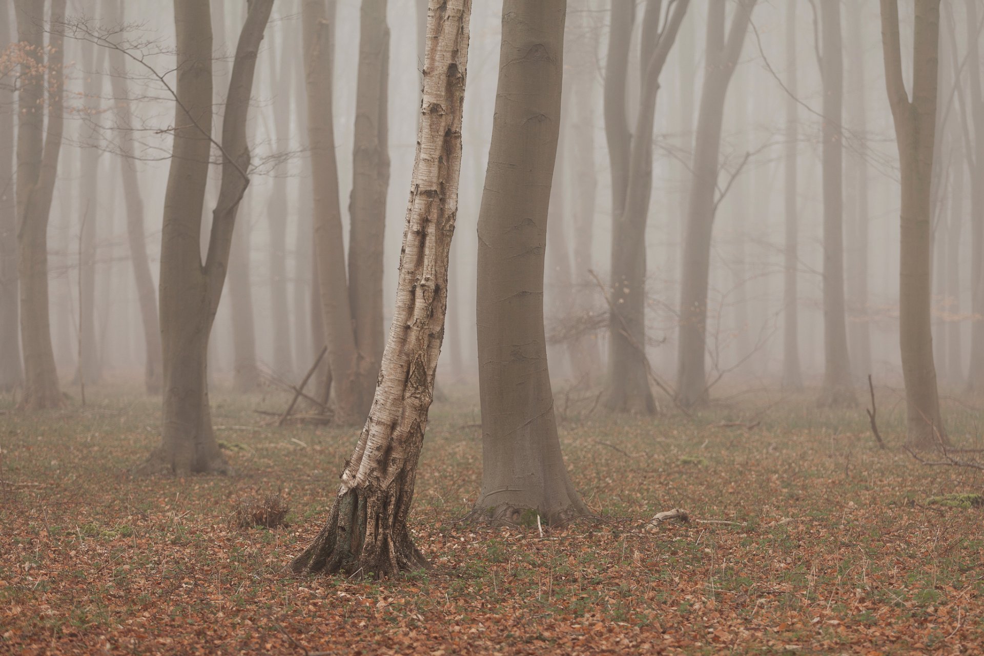 bosque árboles niebla