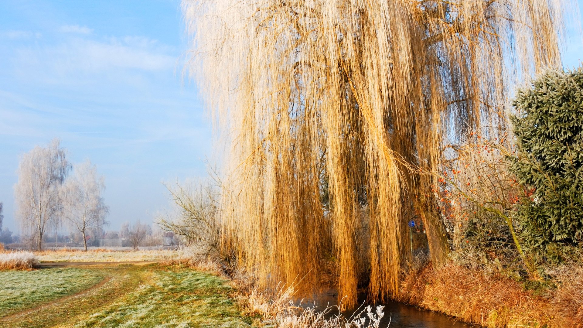 automne givre ciel herbe saule