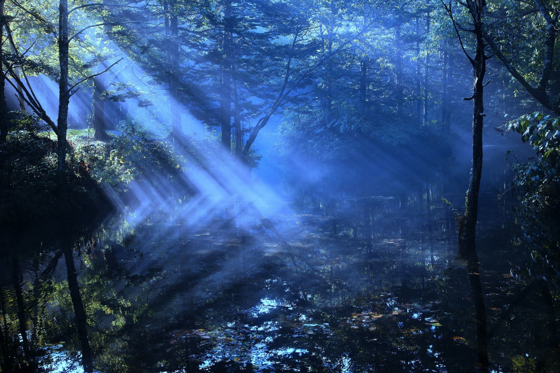 forêt rivière brume rayons lumière