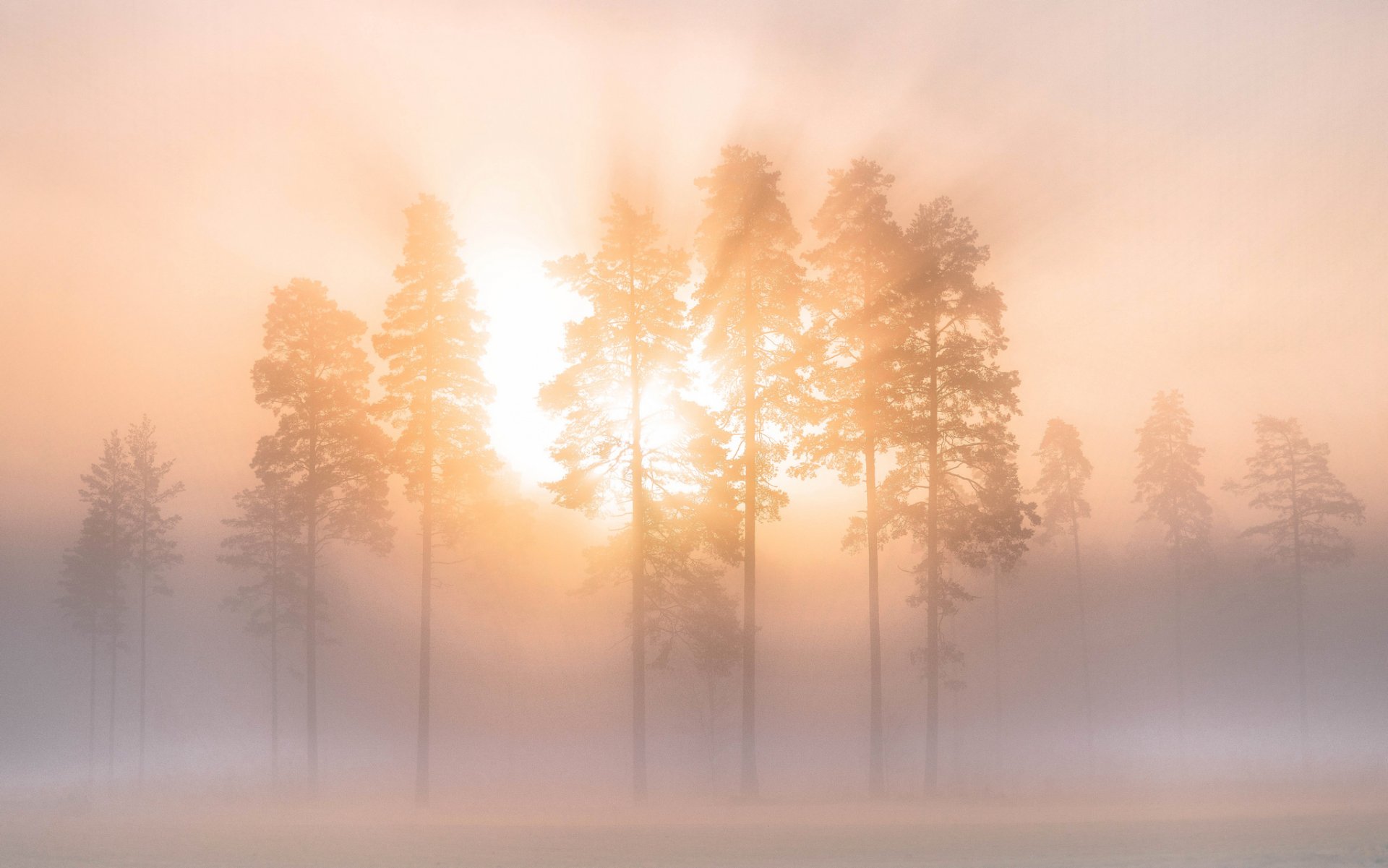 cielo rayos niebla árboles invierno