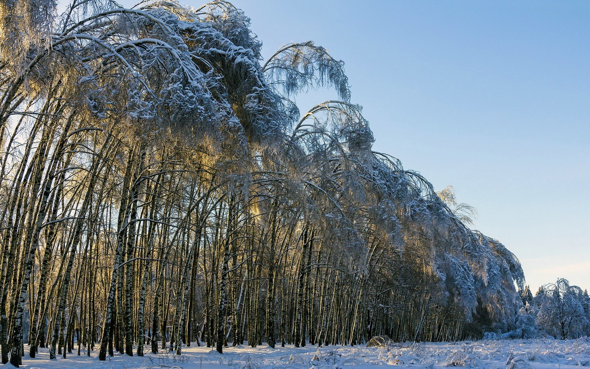 inverno alberi paesaggio