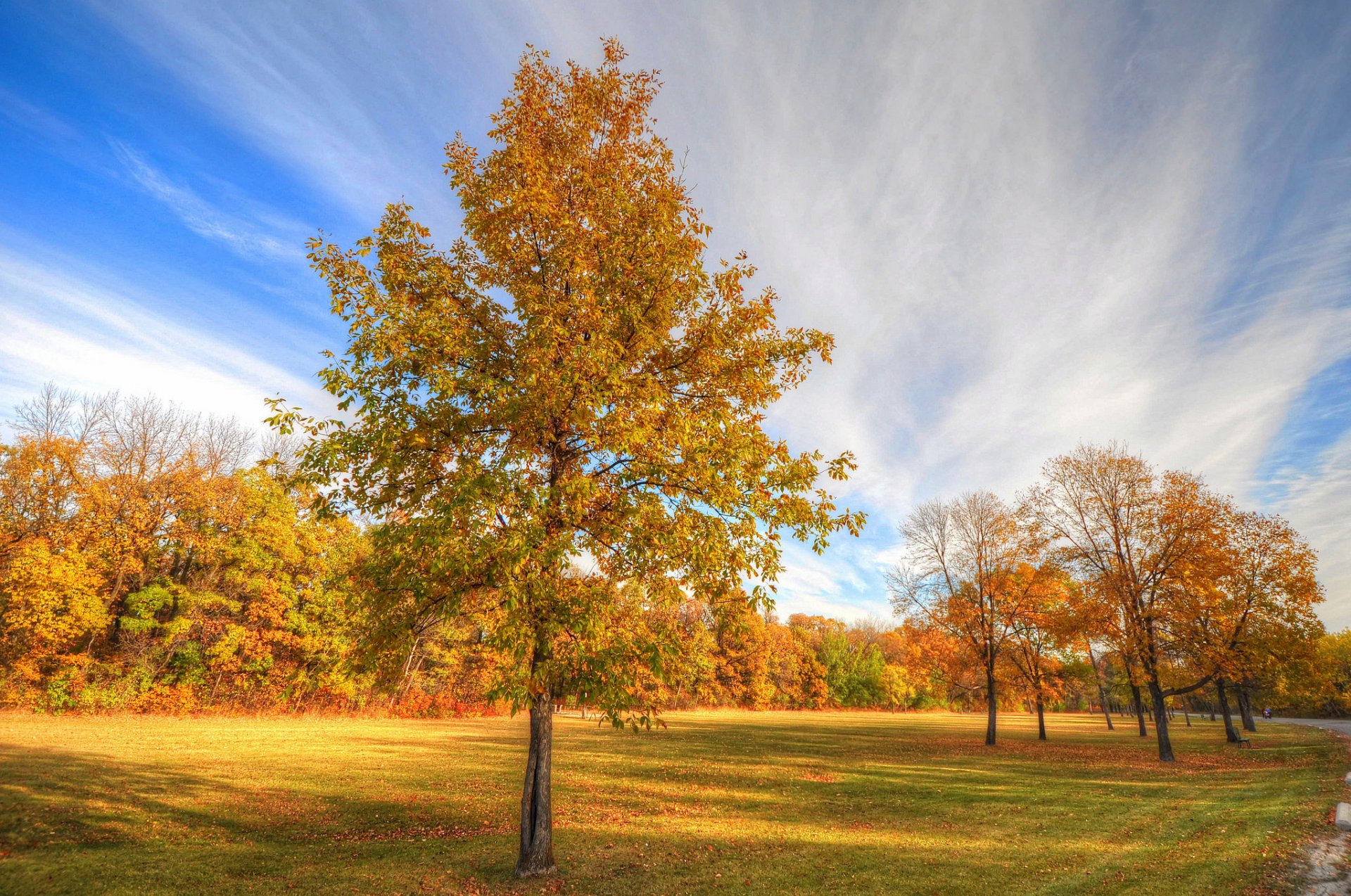 otoño parque árboles árbol carretera