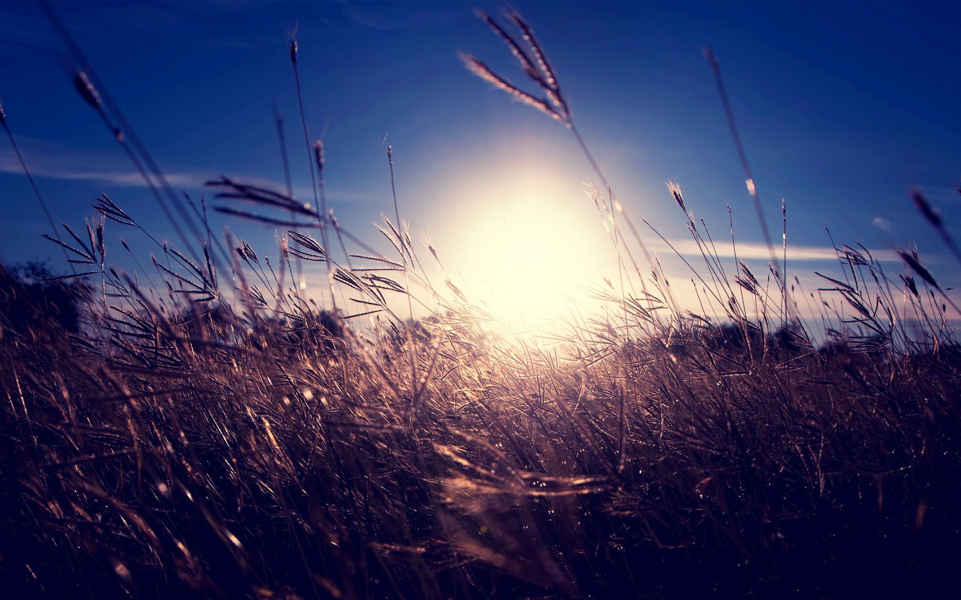 unset sun grass dry spikes sky