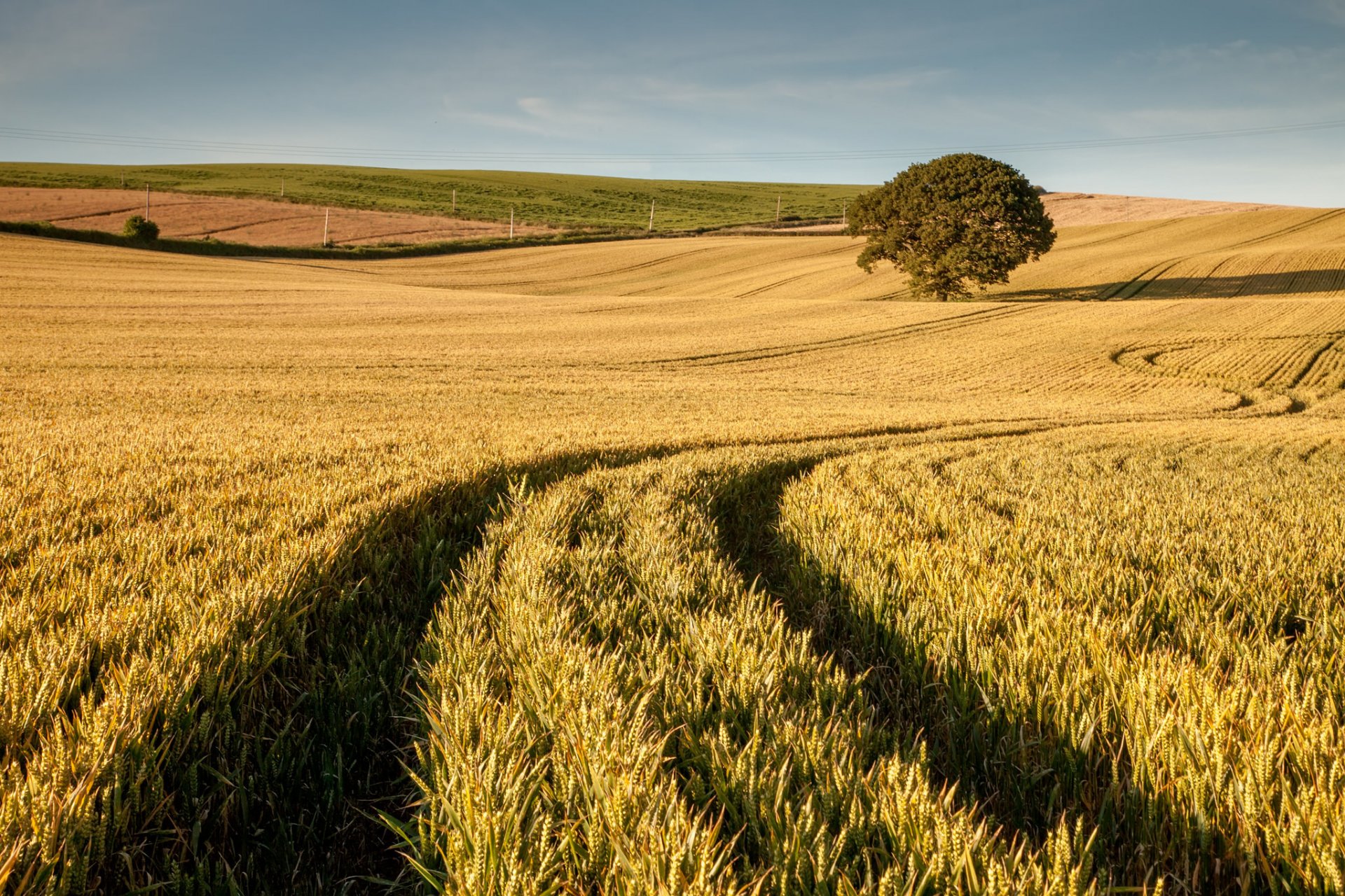 feld weizen baum