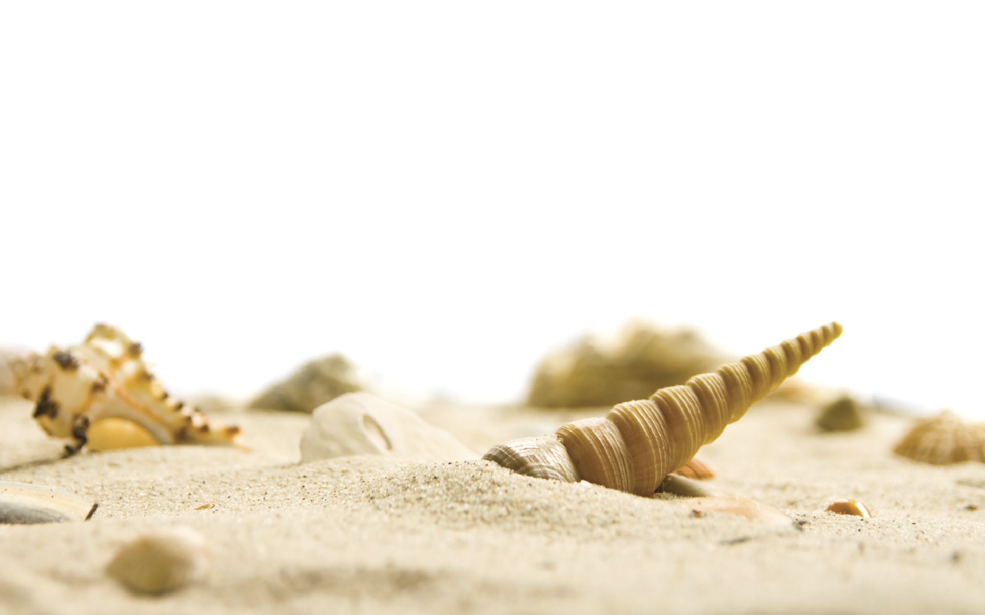 plage sable mer nature coquillages ciel blanc