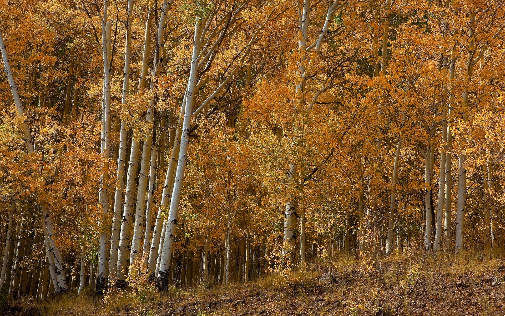 forêt bosquet automne arbres feuilles tremble bouleau