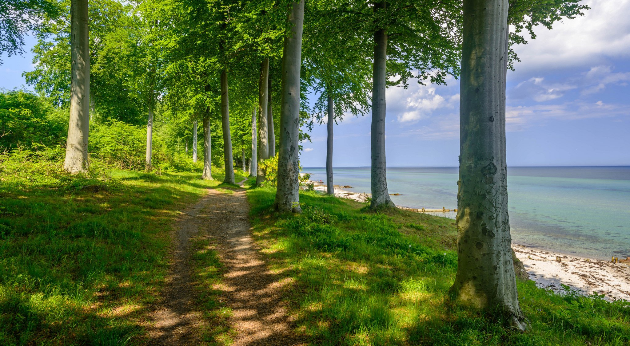 bosque árboles camino orilla lago