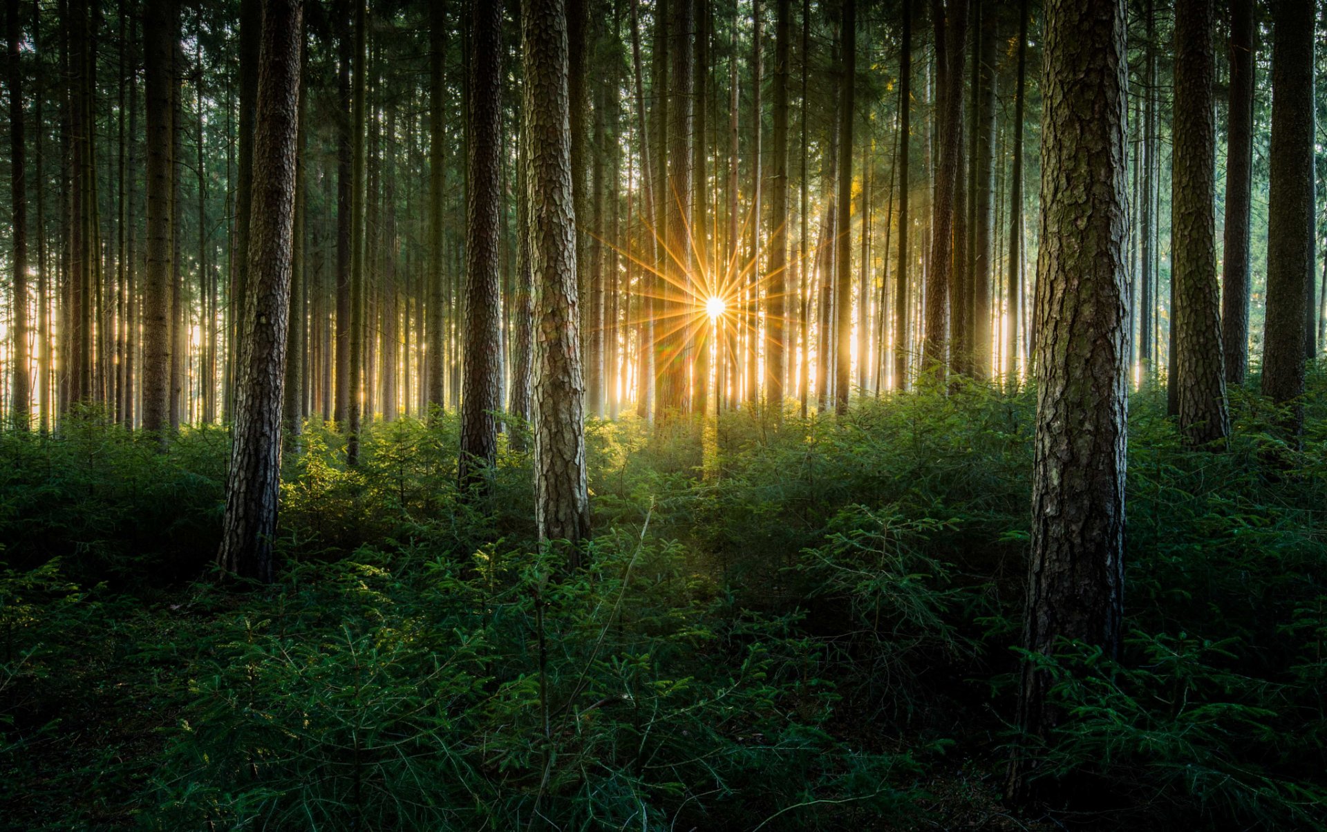 natura foresta alberi sole raggi luce