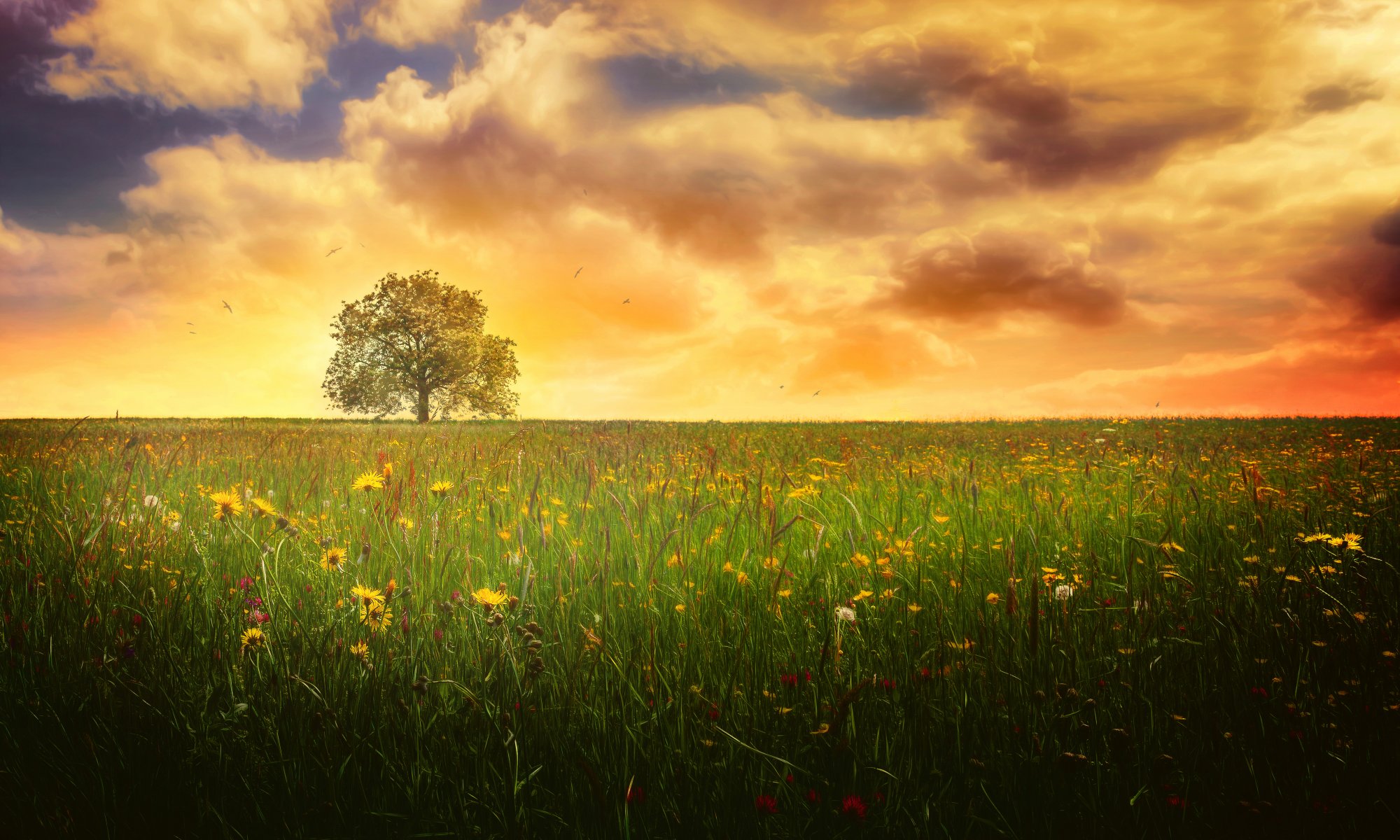 lonely tree summer the field tree sky clouds processing