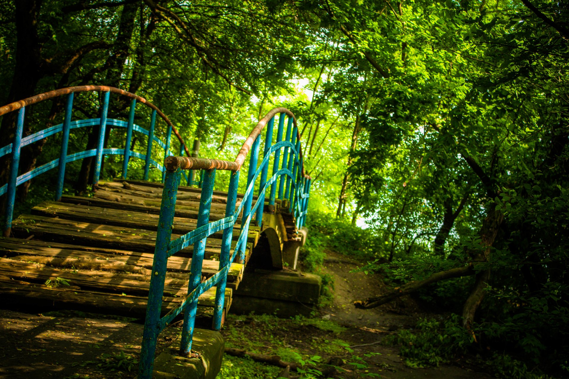 bridge nature forest