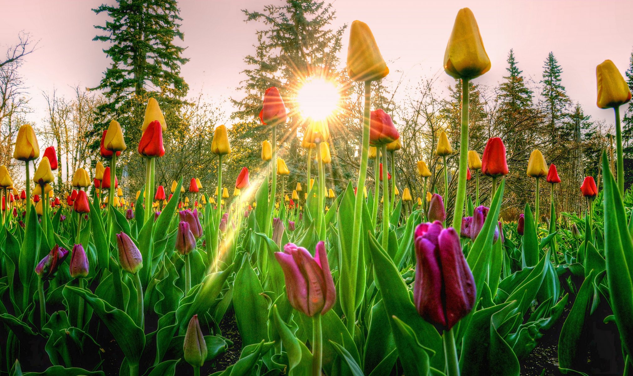 ciel arbres rayons soleil coucher de soleil fleurs tulipes